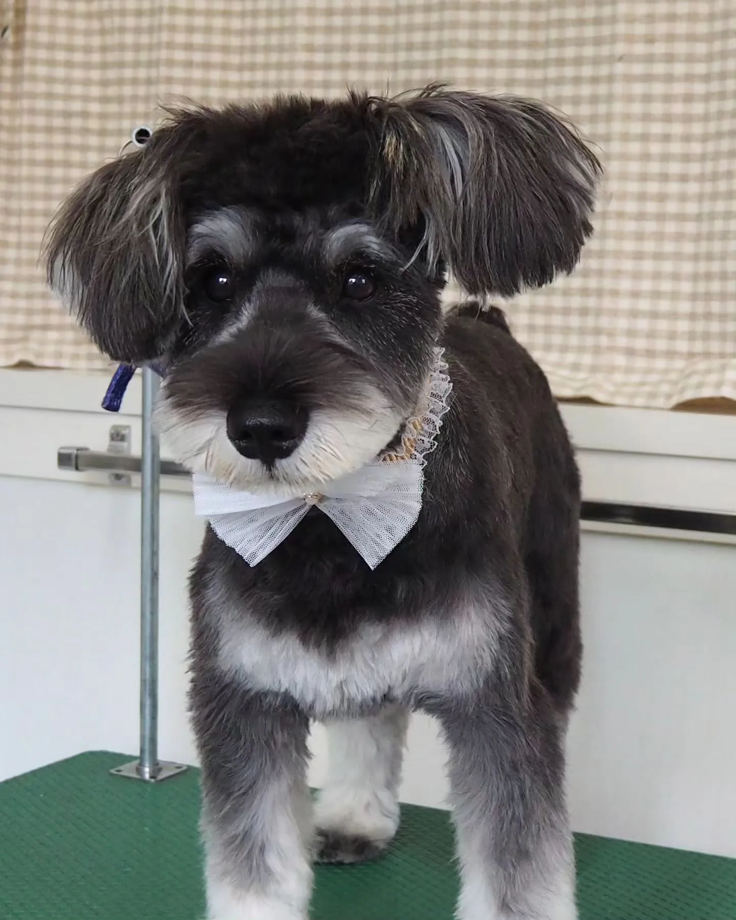 【トリミング】シュナウザー【お耳短め】