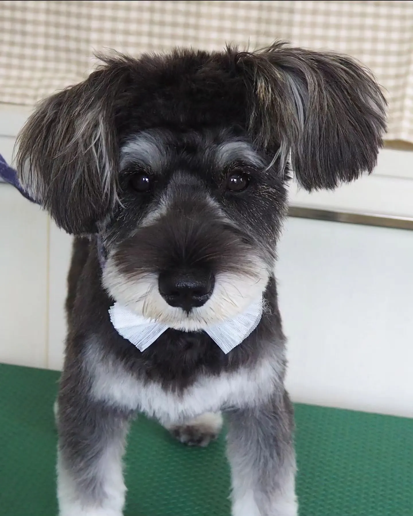 【トリミング】シュナウザー【お耳短め】