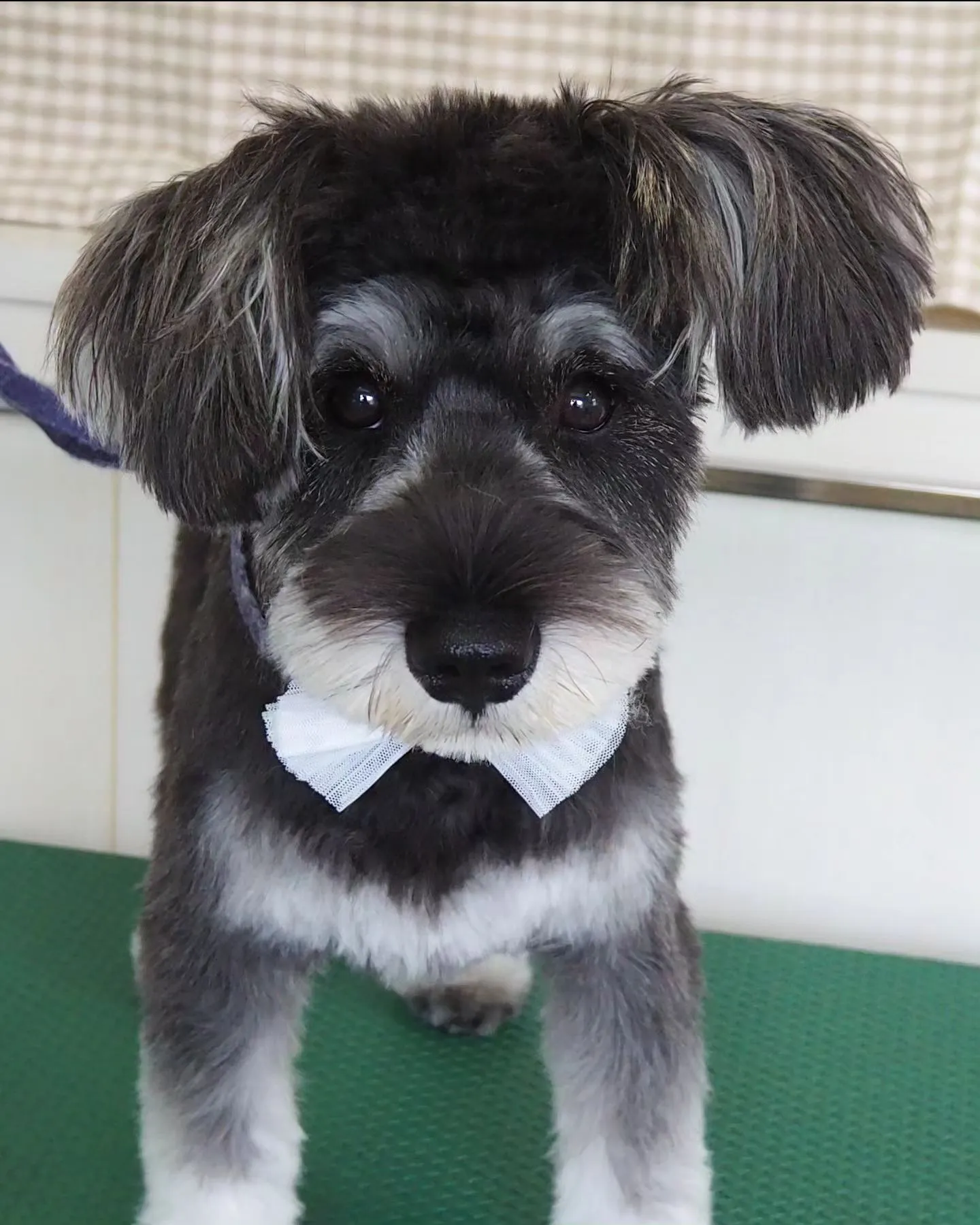 【トリミング】シュナウザー【お耳短め】