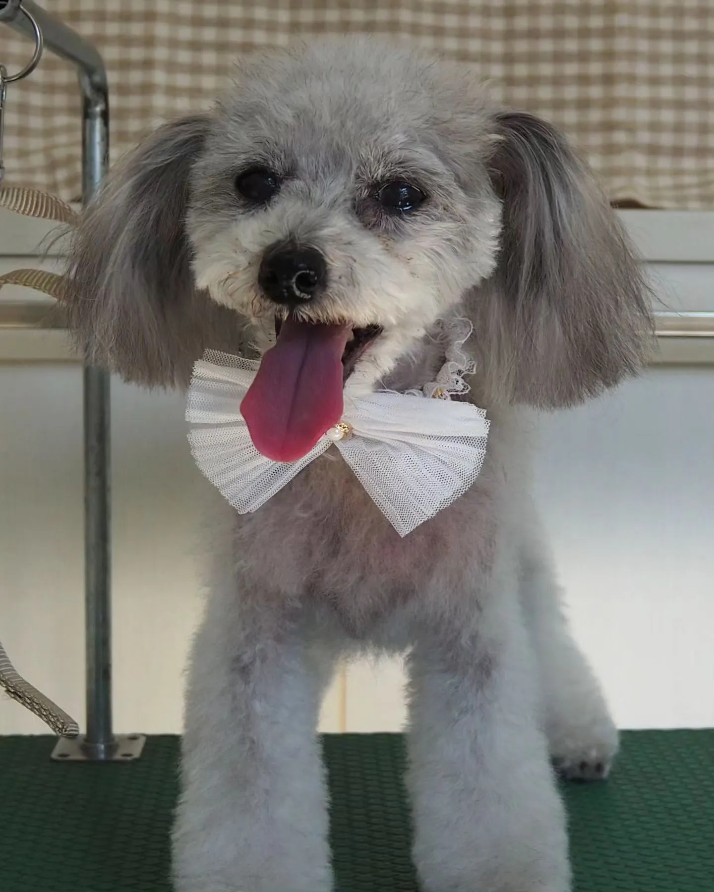 【トリミング】トイプードル【お気に入りカット】　