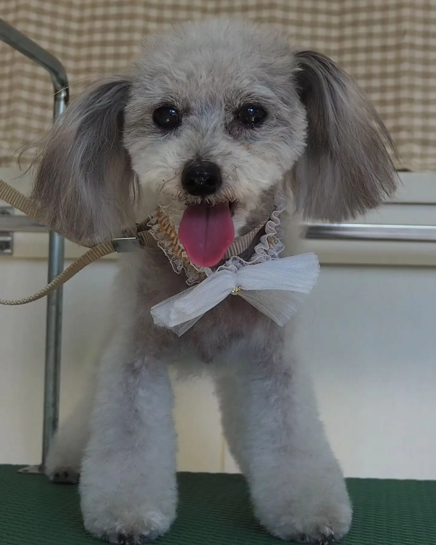 【トリミング】トイプードル【お気に入りカット】　