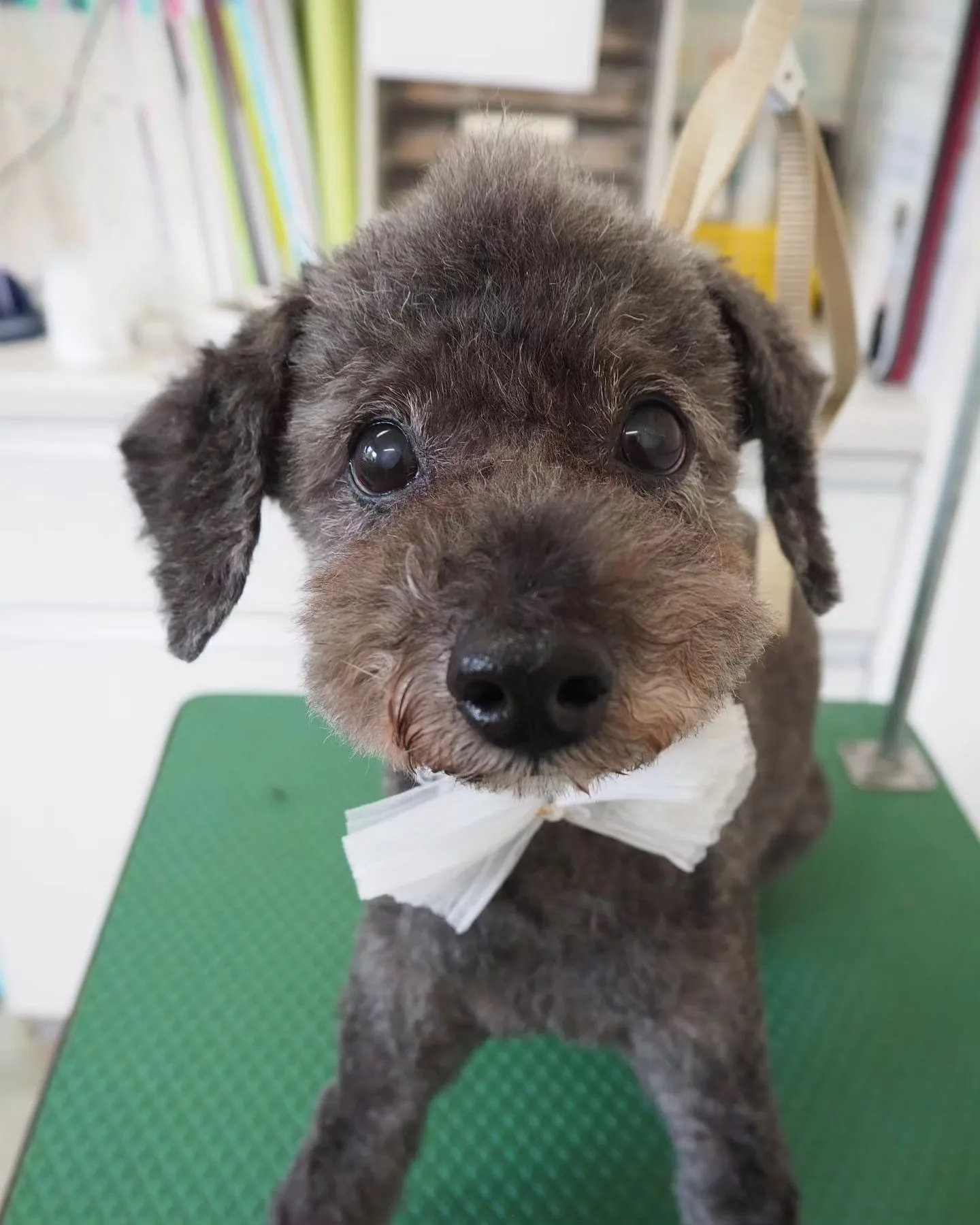 【トリミング】トイプードル【ソフトモヒカン】