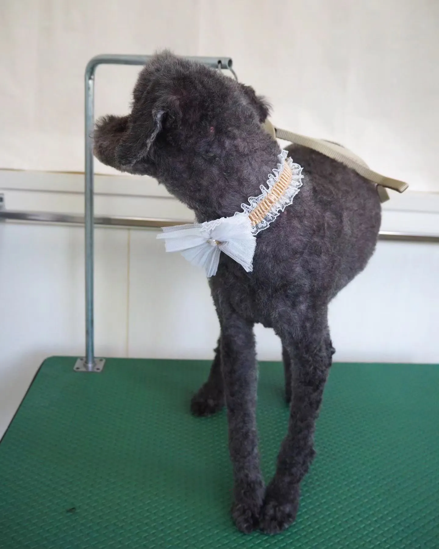 【トリミング】トイプードル【ソフトモヒカン】