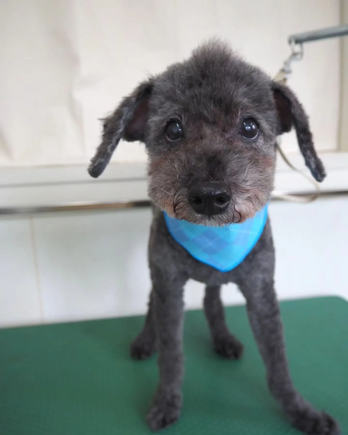 【トリミング】トイプードル【ソフトモヒカン】