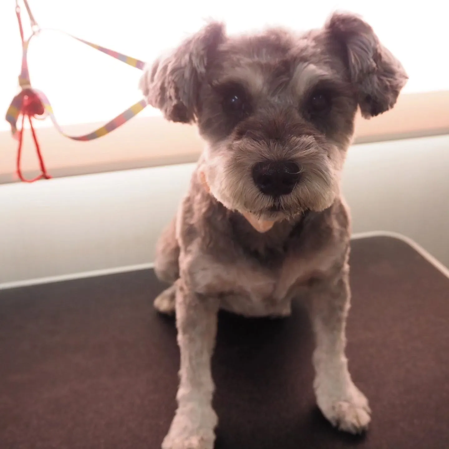 【トリミング】シュナウザー【バリカン仕上げ】