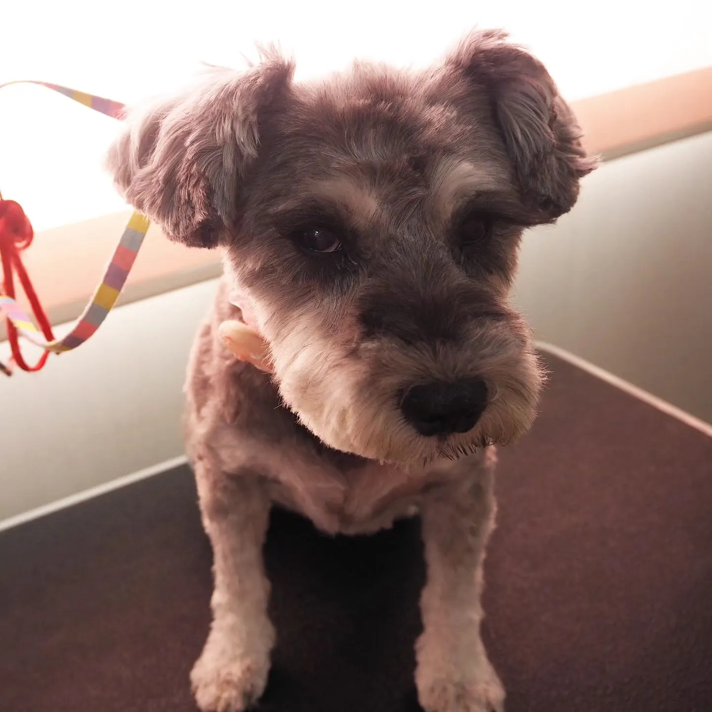 【トリミング】シュナウザー【バリカン仕上げ】