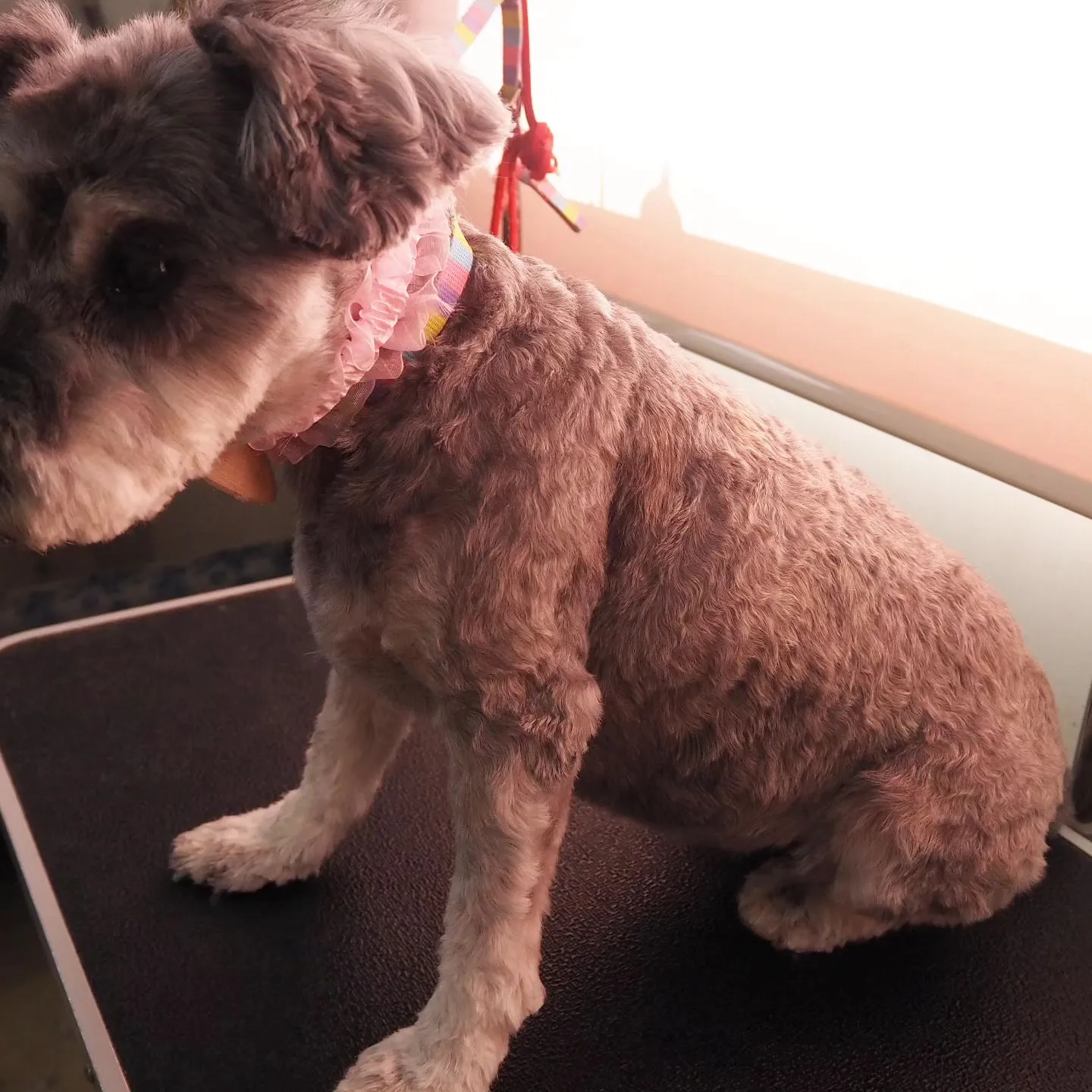 【トリミング】シュナウザー【バリカン仕上げ】