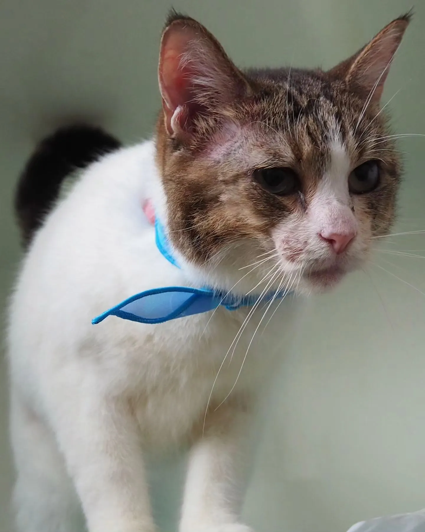 【トリミング】【薬浴シャンプー】