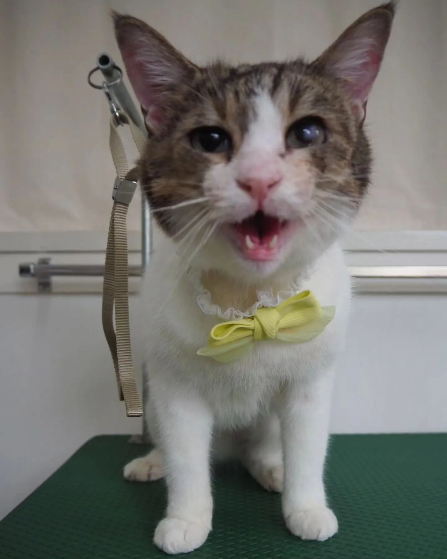 【トリミング】【薬浴シャンプー】