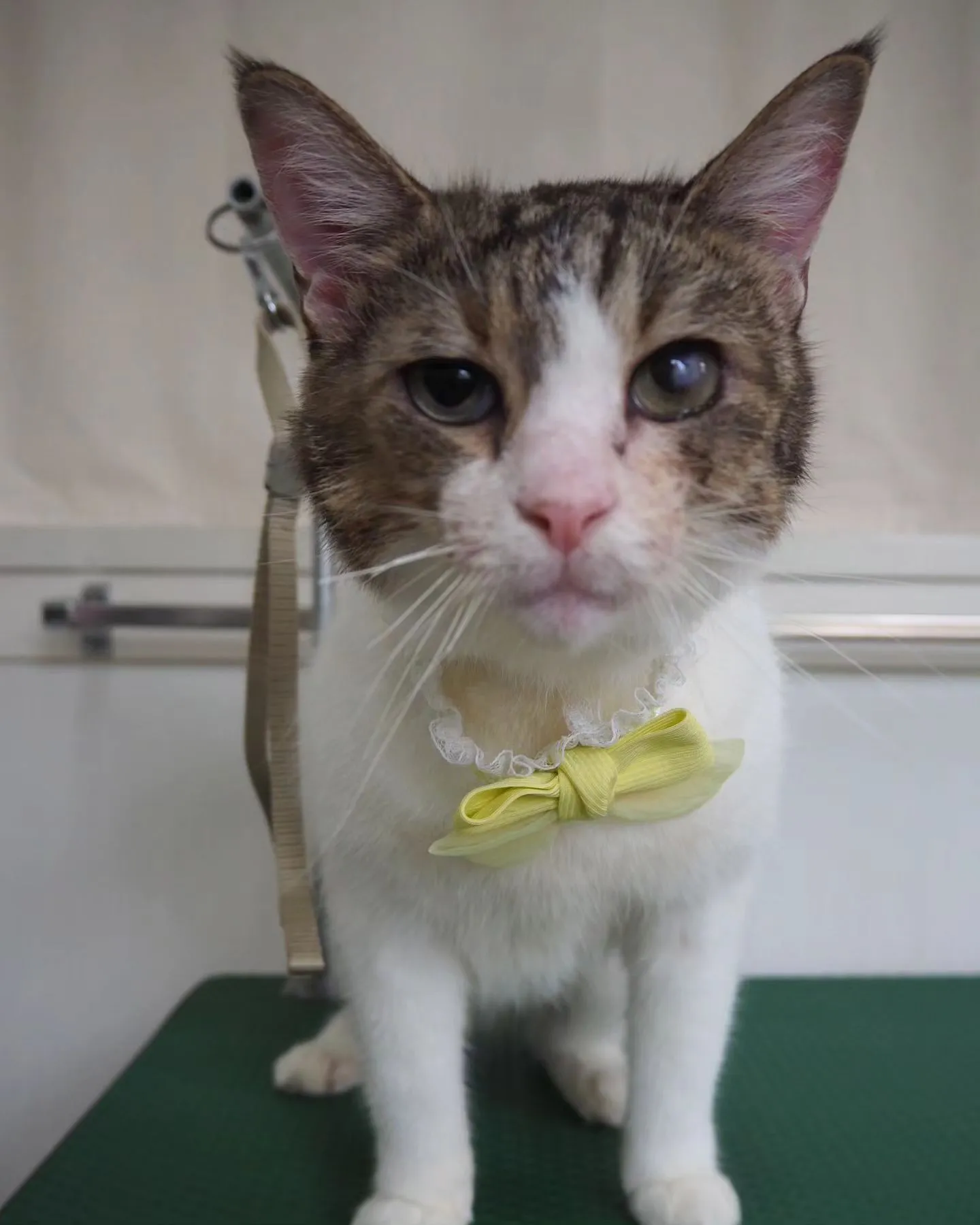 【トリミング】【薬浴シャンプー】