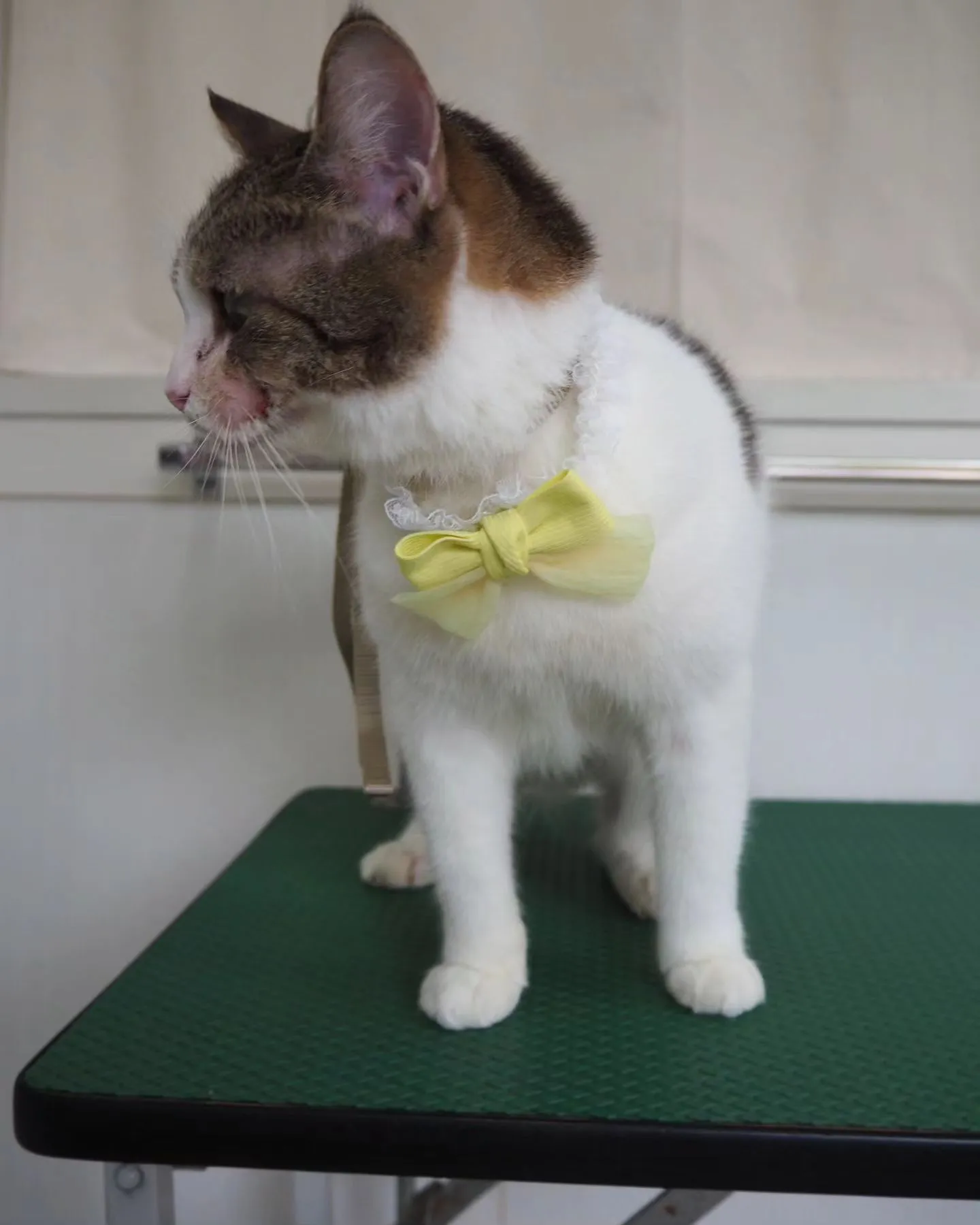 【トリミング】【薬浴シャンプー】