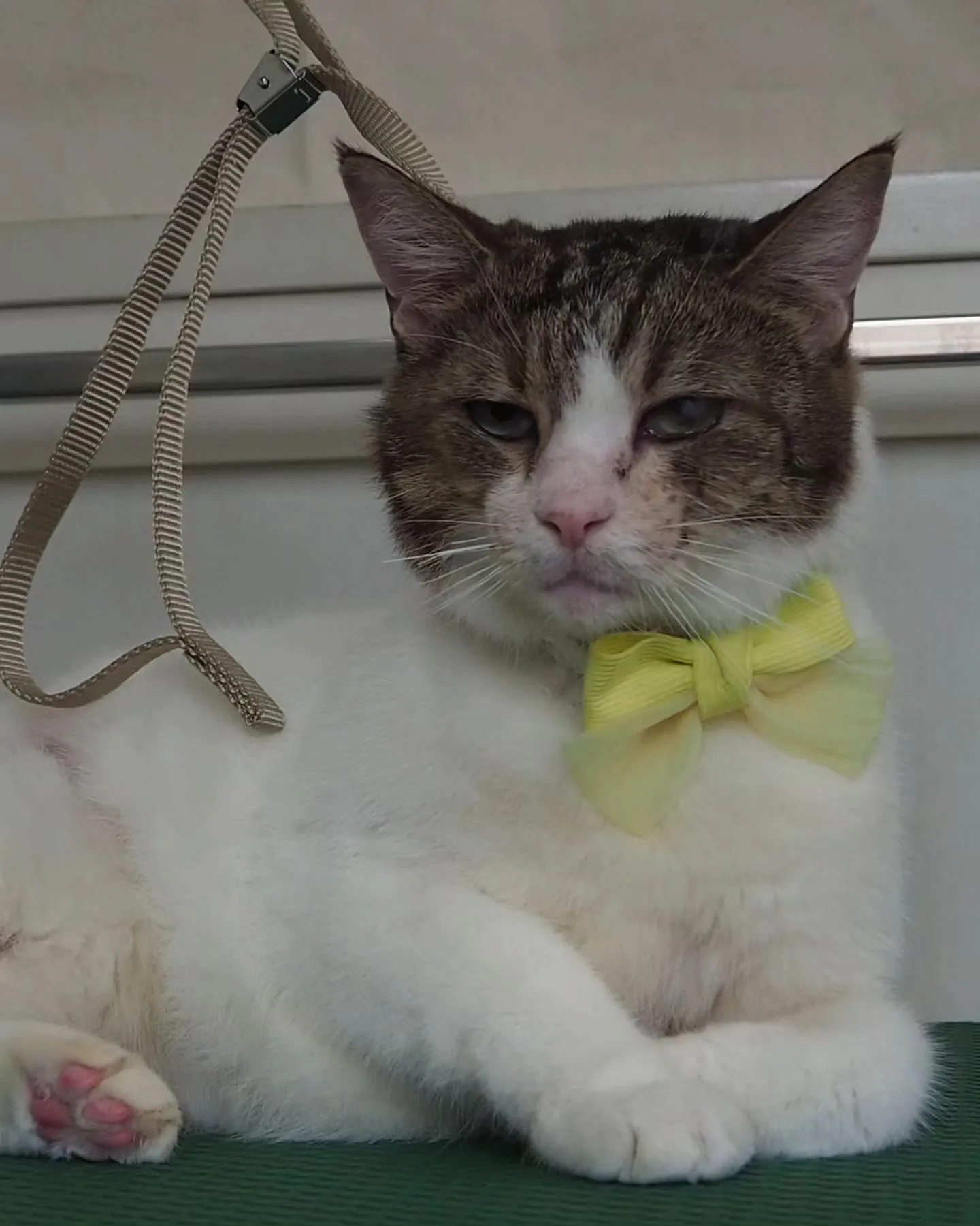 【トリミング】【薬浴シャンプー】