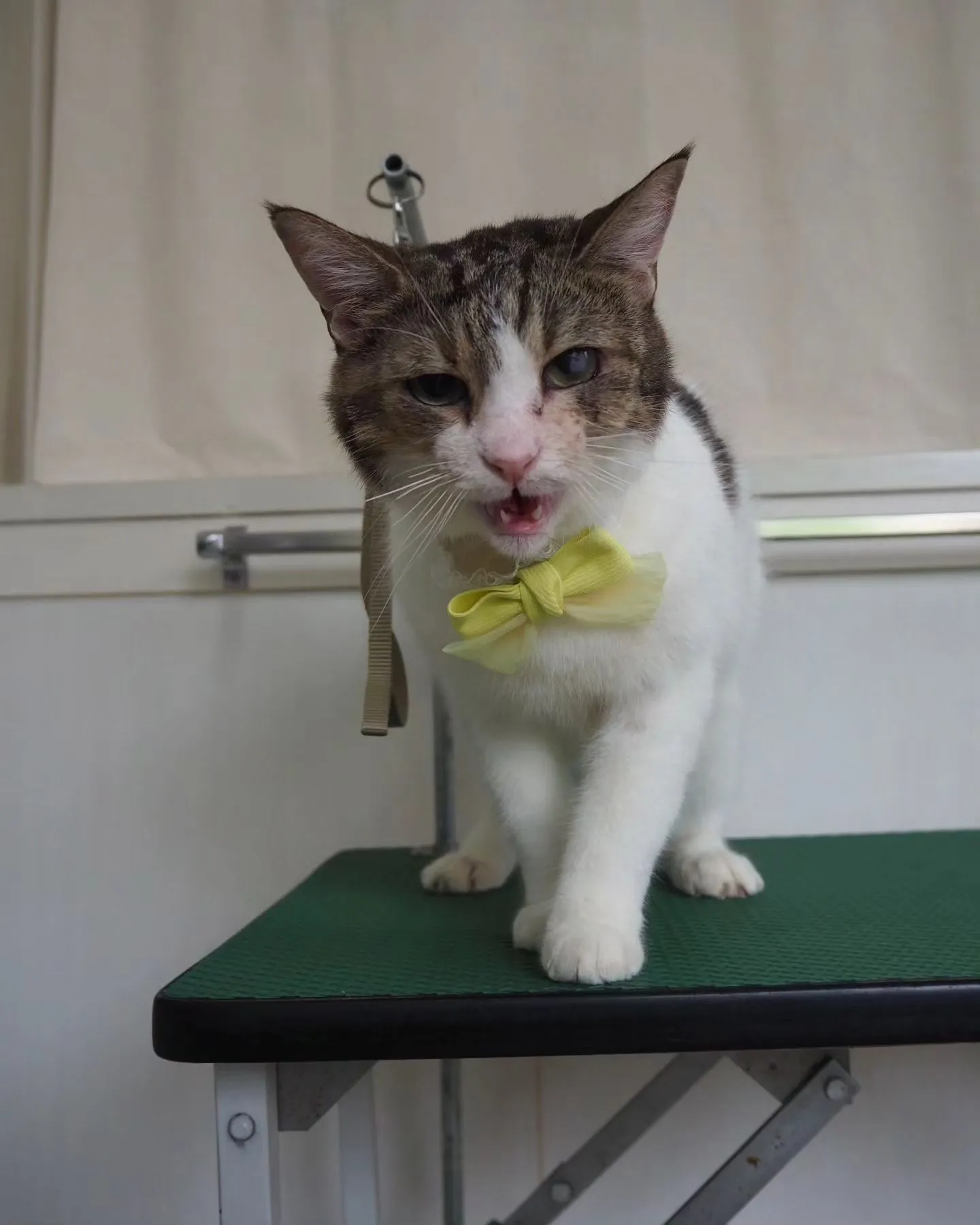 【トリミング】【薬浴シャンプー】