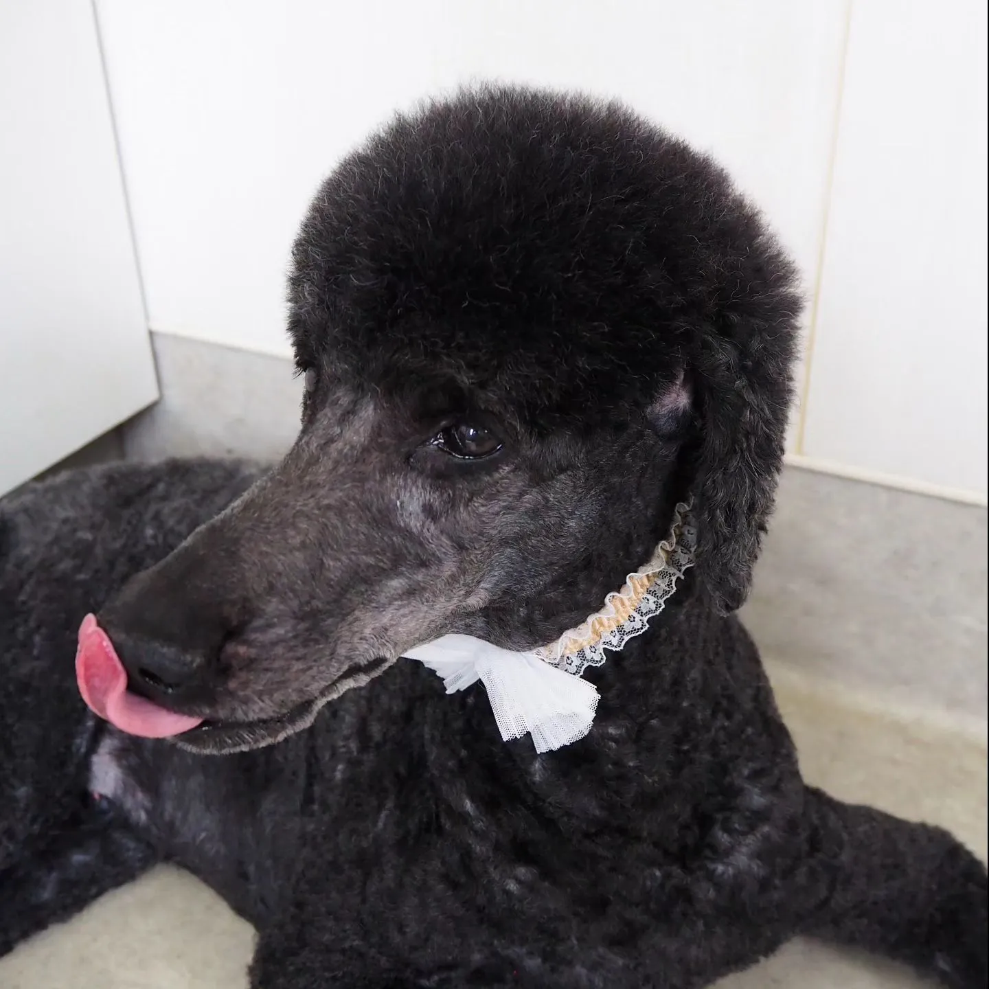 【トリミング】スターダードプードル【顔バリカン】