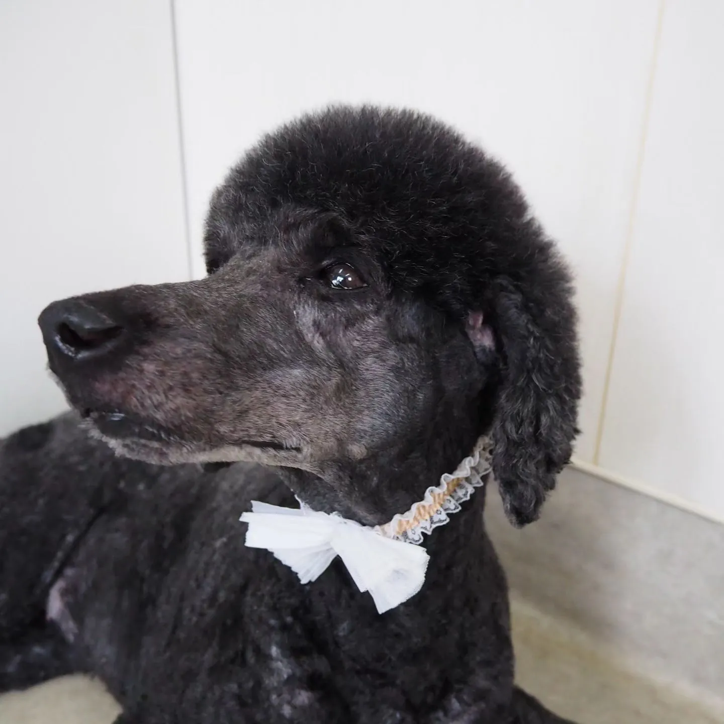 【トリミング】スターダードプードル【顔バリカン】