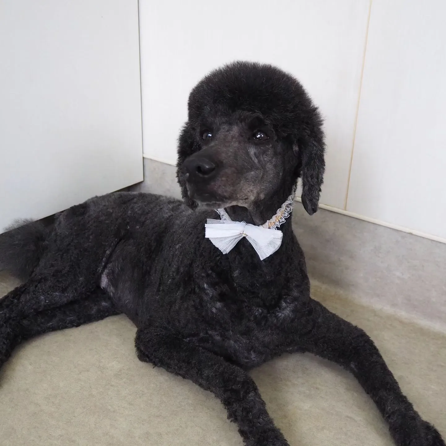 【トリミング】スターダードプードル【顔バリカン】