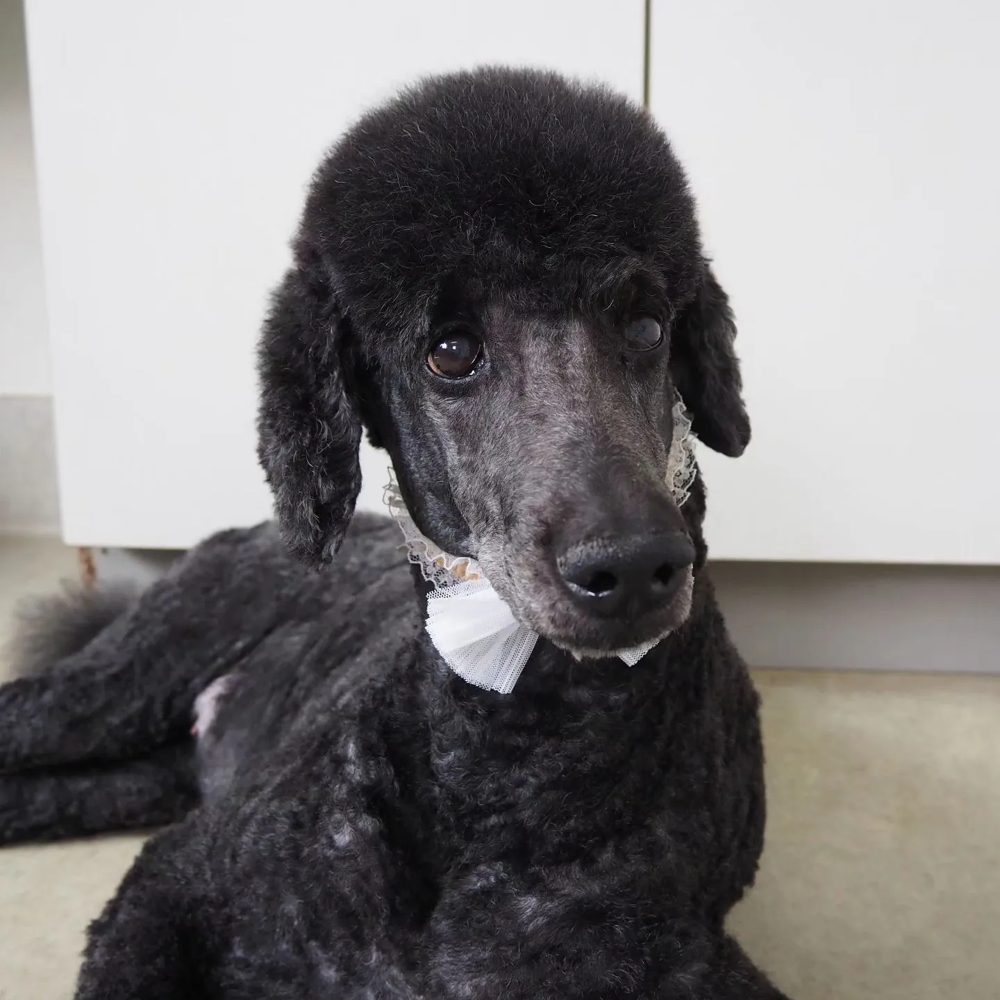 【トリミング】スターダードプードル【顔バリカン】