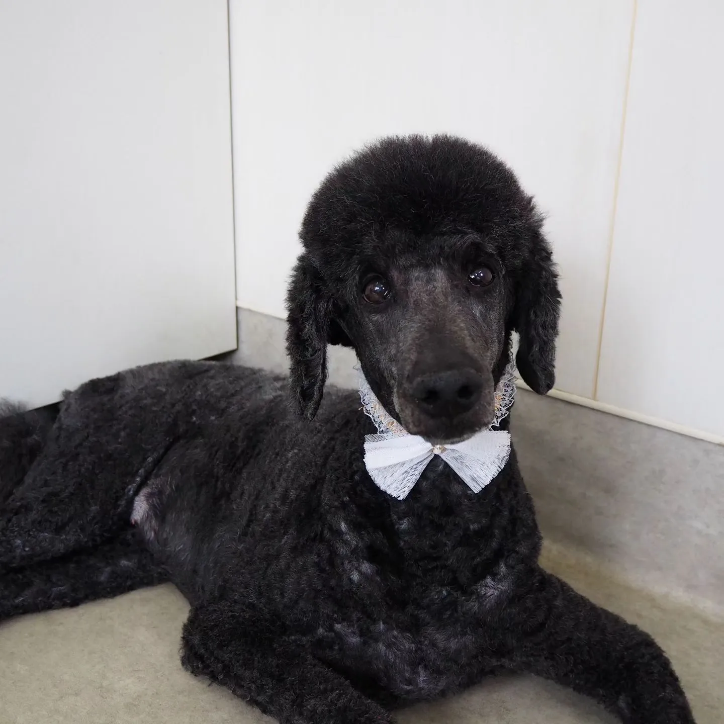 【トリミング】スターダードプードル【顔バリカン】