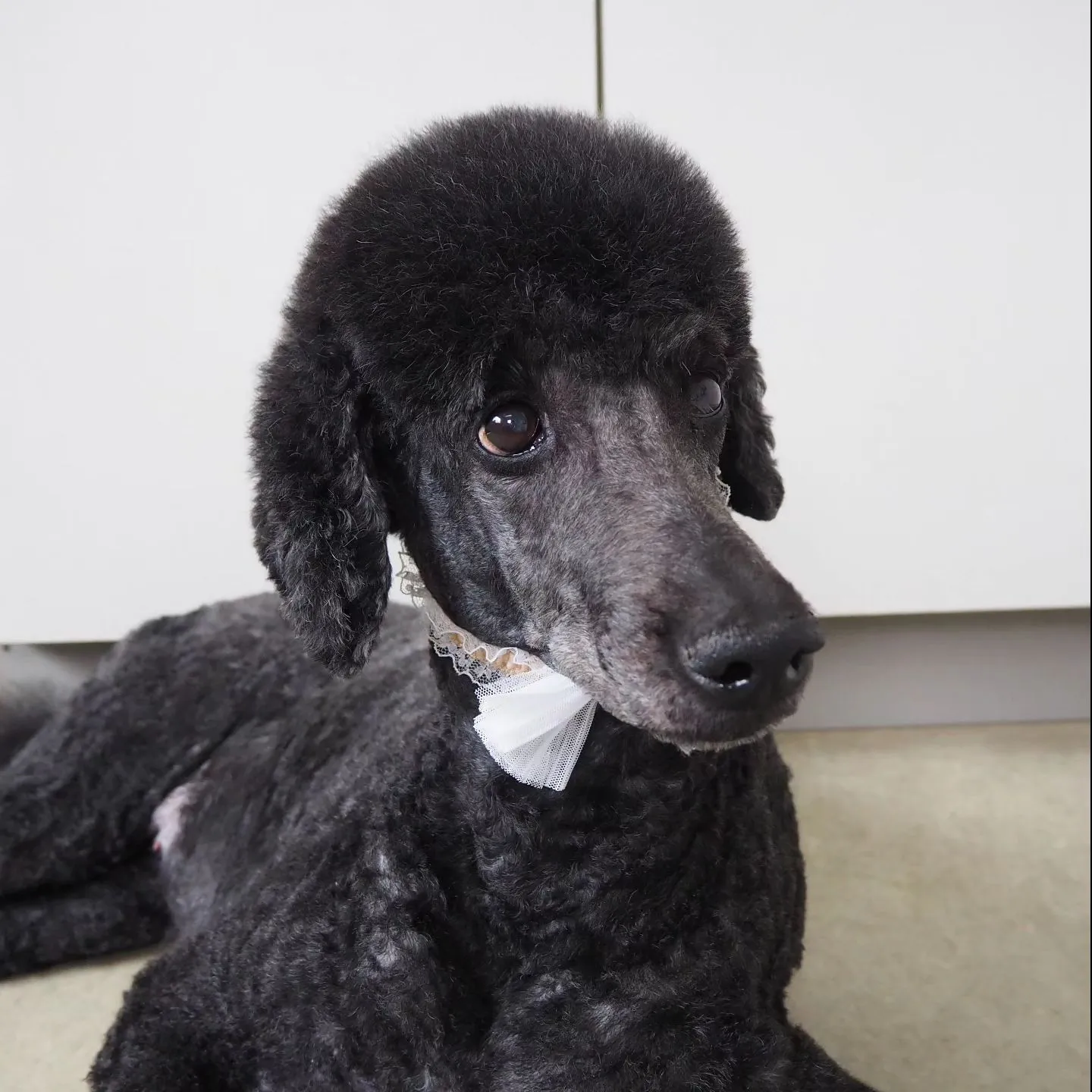 【トリミング】スターダードプードル【顔バリカン】