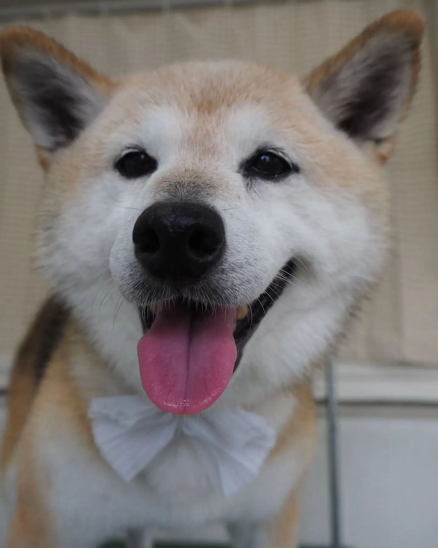 【トリミング】柴犬【シャンプーコース】