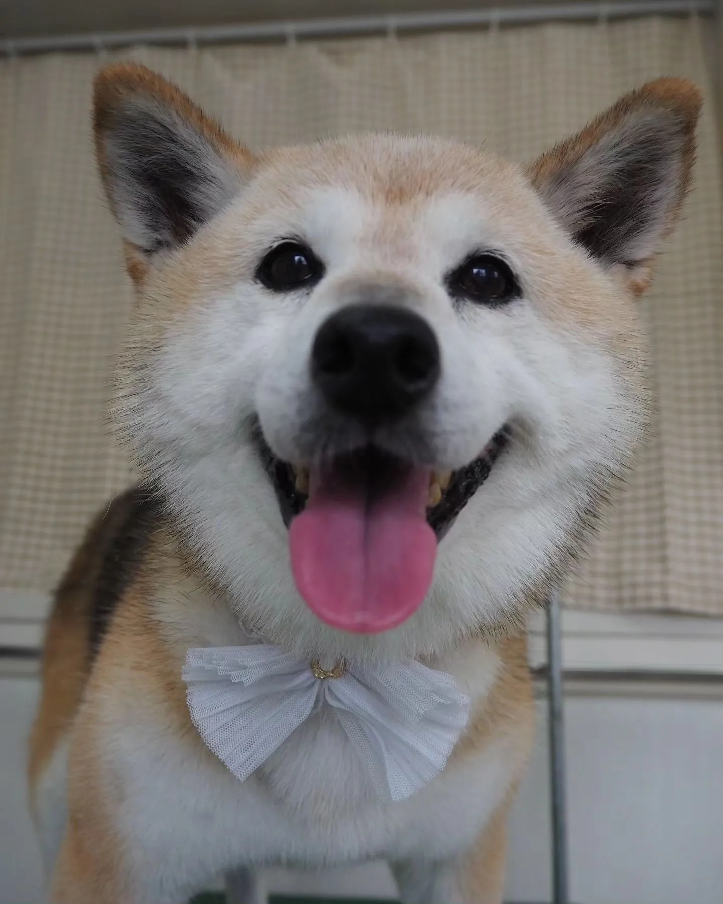 【トリミング】柴犬【シャンプーコース】