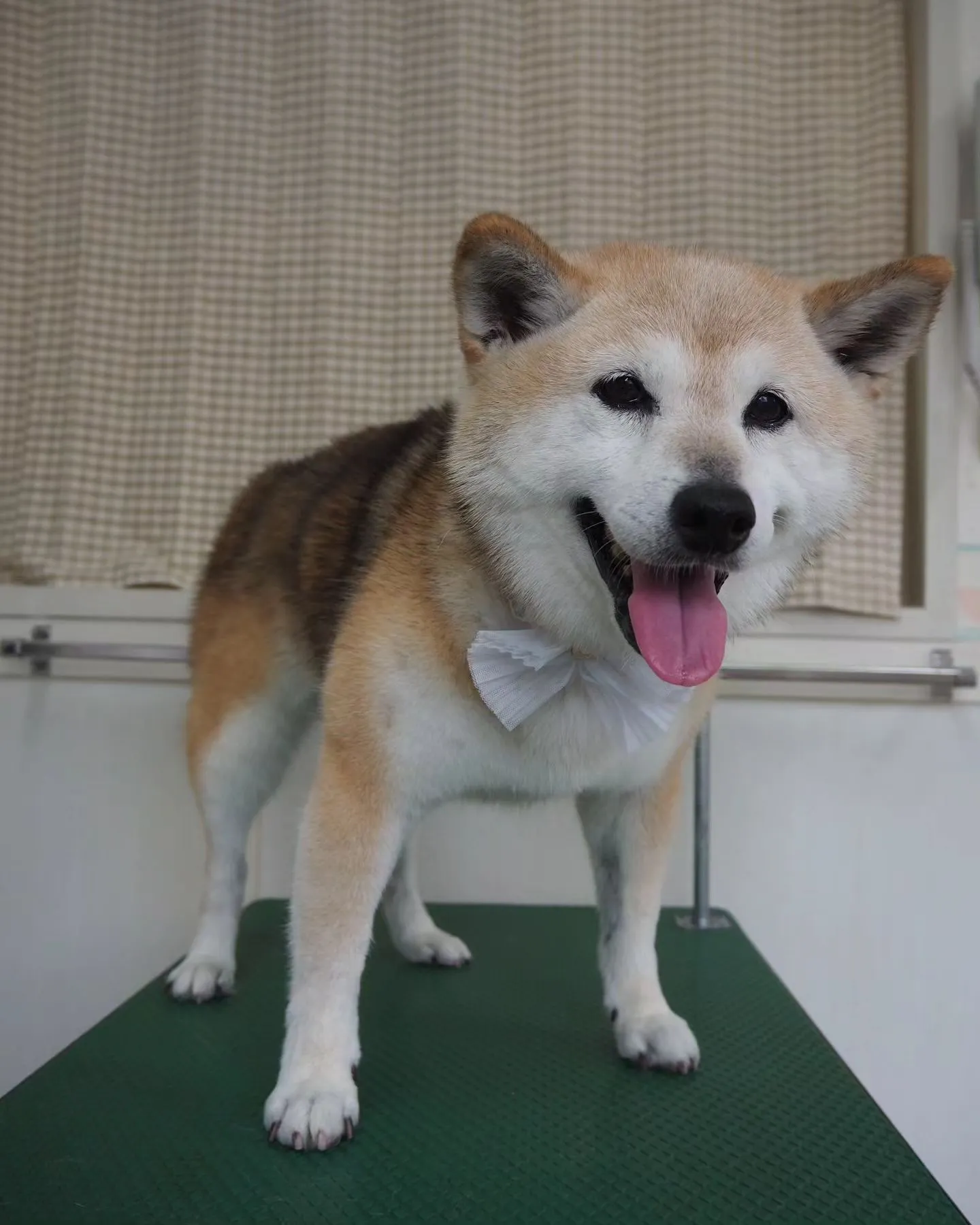 【トリミング】柴犬【シャンプーコース】