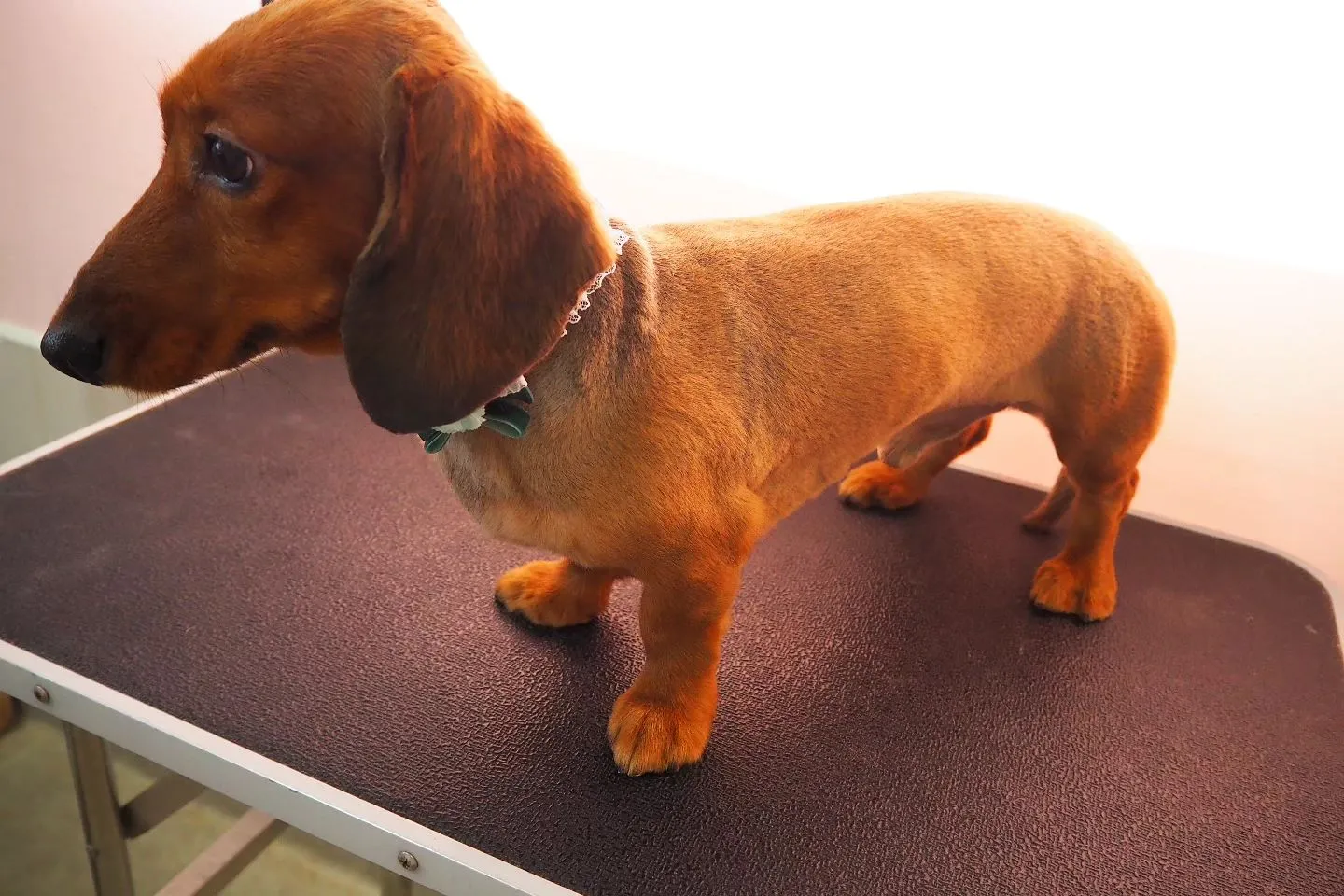 【トリミング】ミニチュアダックスフンド【バリカン仕上げ】