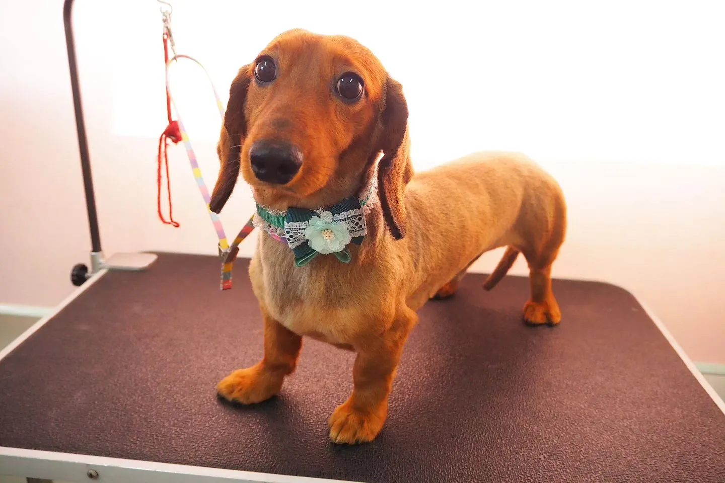 【トリミング】ミニチュアダックスフンド【バリカン仕上げ】