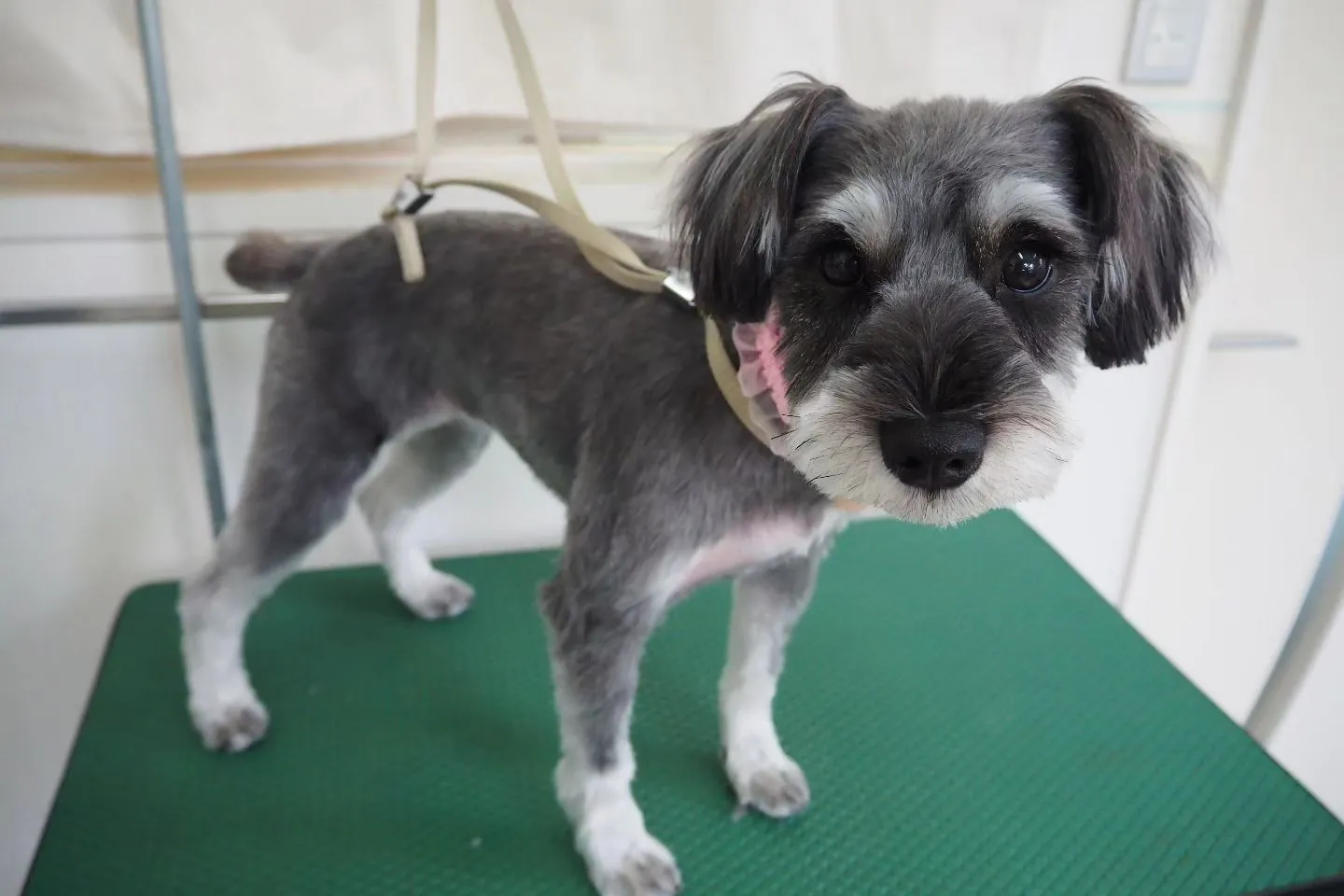 【トリミング】シュナウザー【お顔ふんわり】