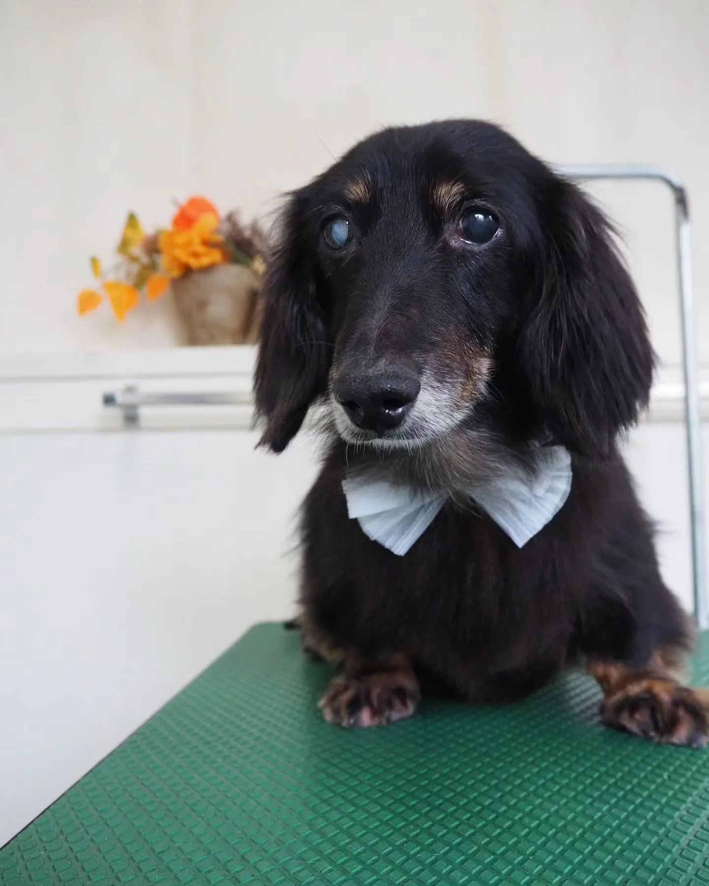 【トリミング】ミニチュアダックスフンド【薬浴シャンプーコース...