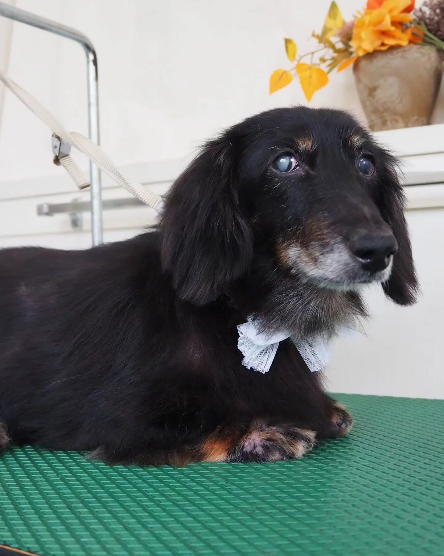 【トリミング】ミニチュアダックスフンド【薬浴シャンプーコース...