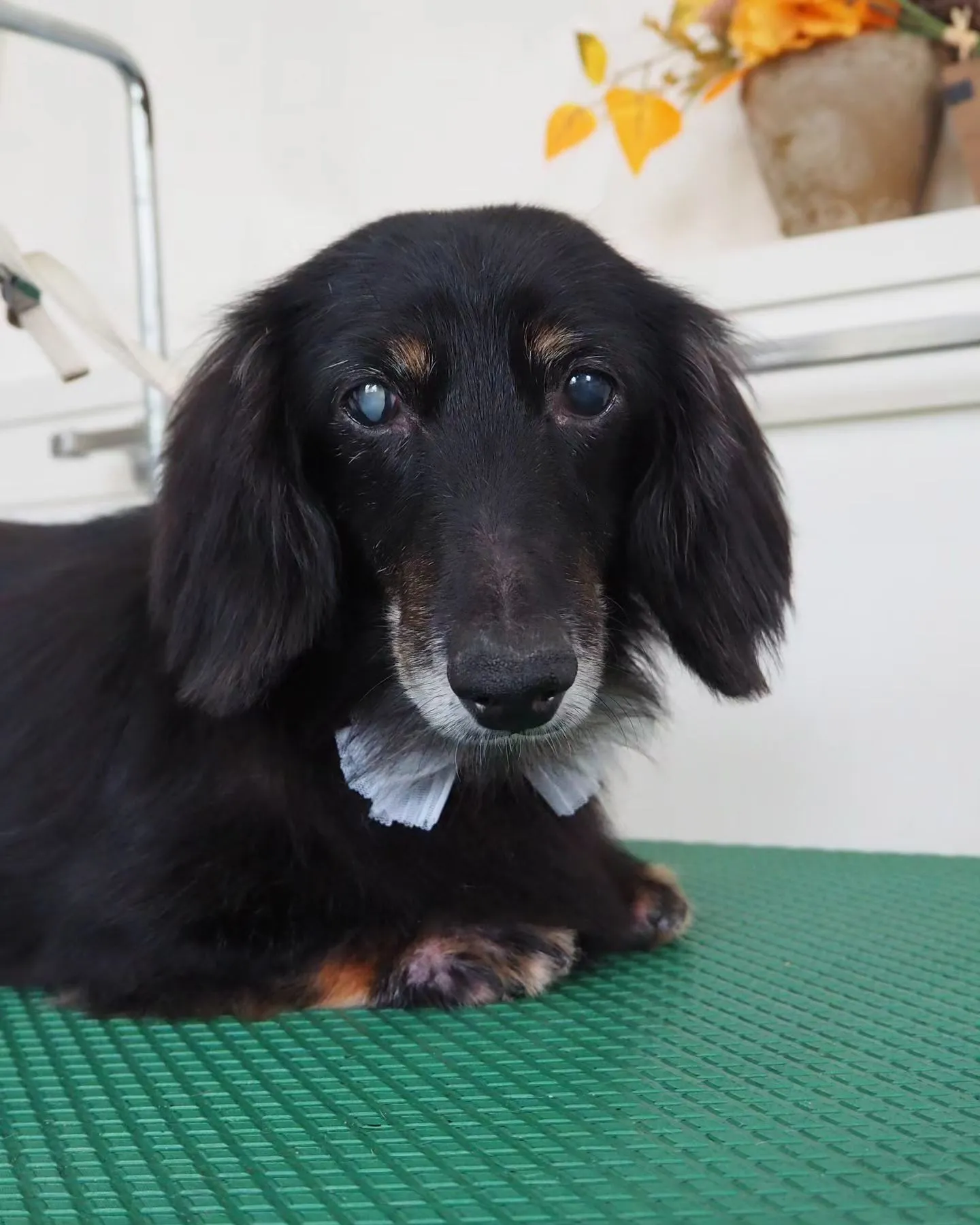 【トリミング】ミニチュアダックスフンド【薬浴シャンプーコース...