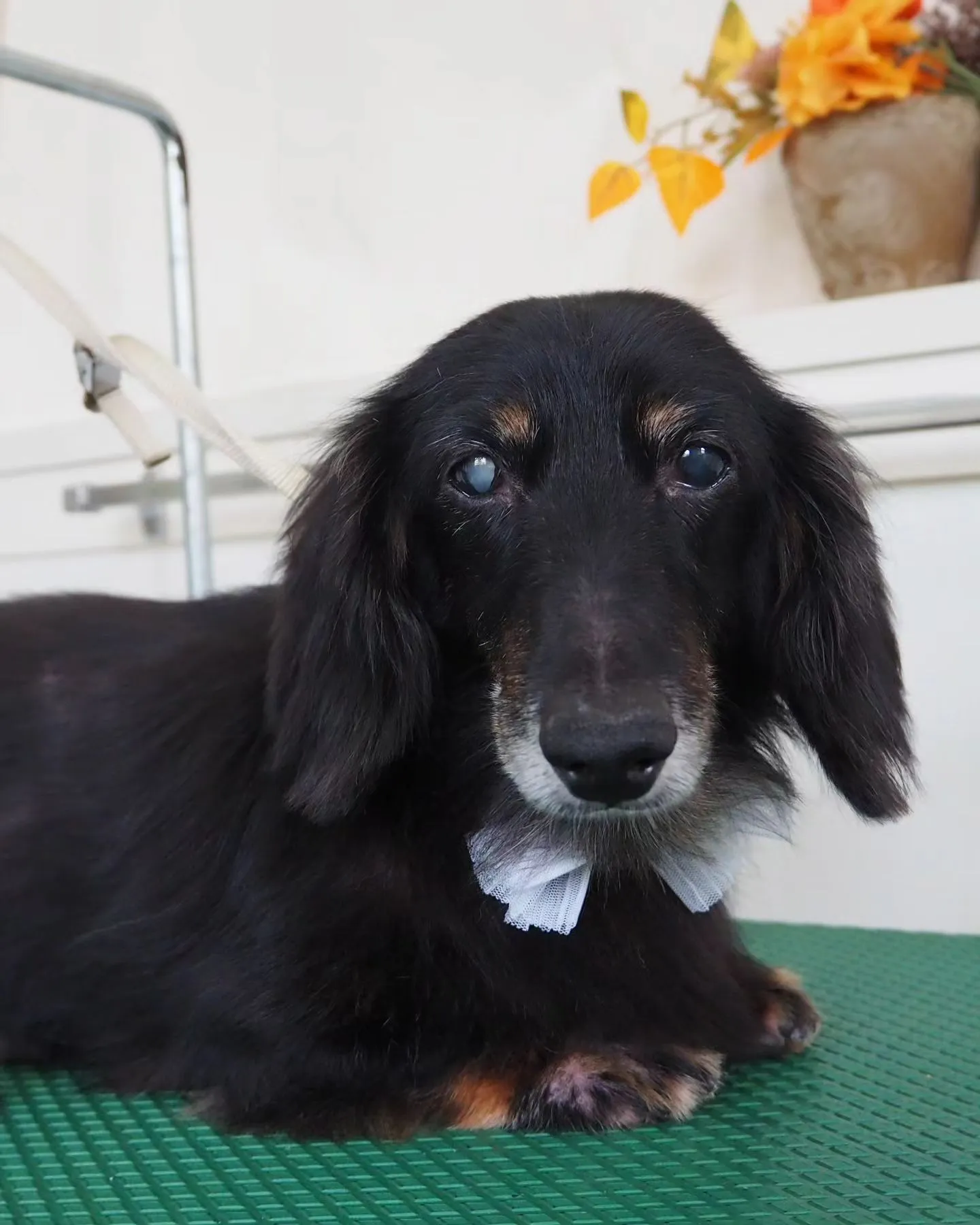 【トリミング】ミニチュアダックスフンド【薬浴シャンプーコース...