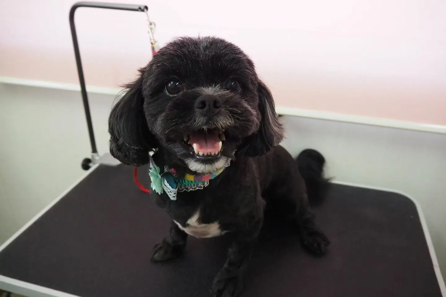 【トリミング】【バリカン仕上げ】