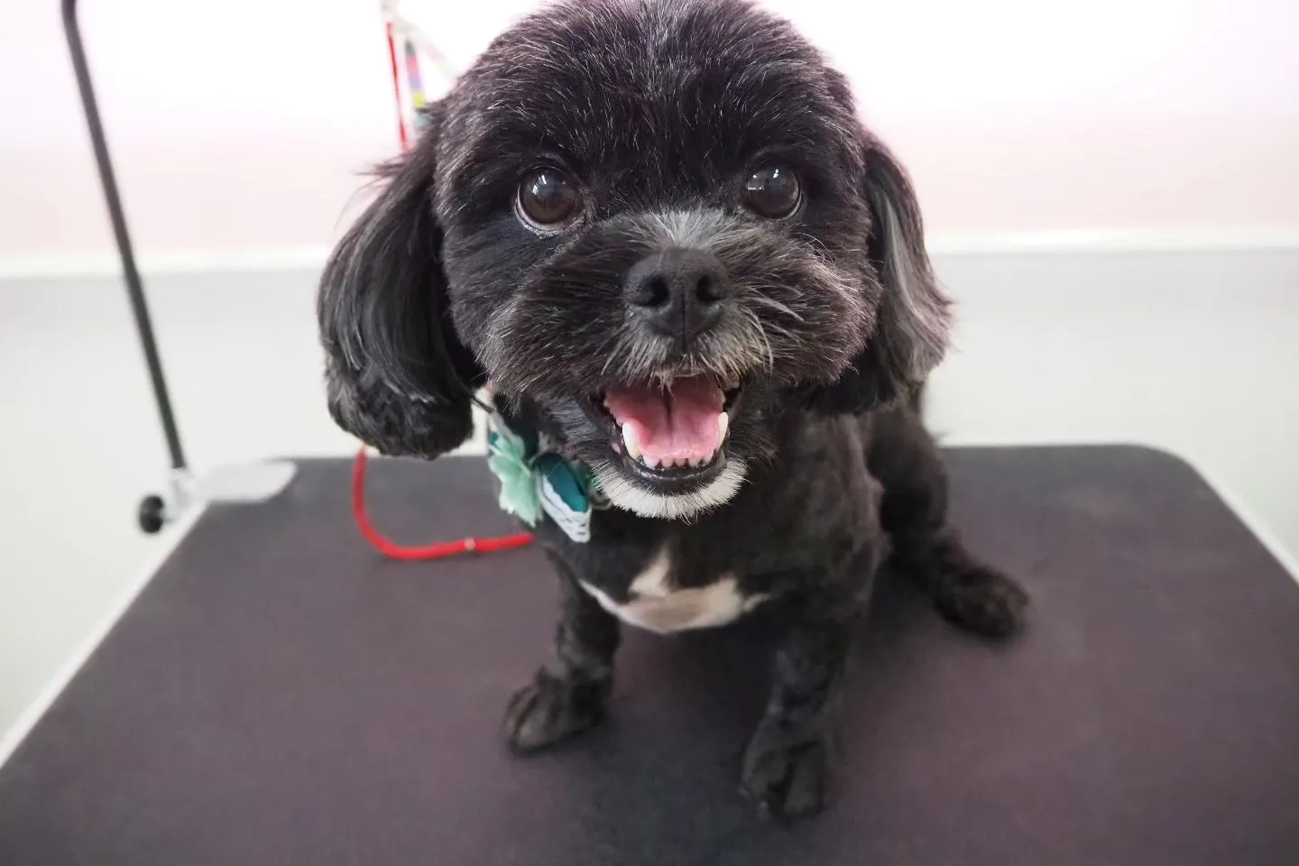 【トリミング】【バリカン仕上げ】