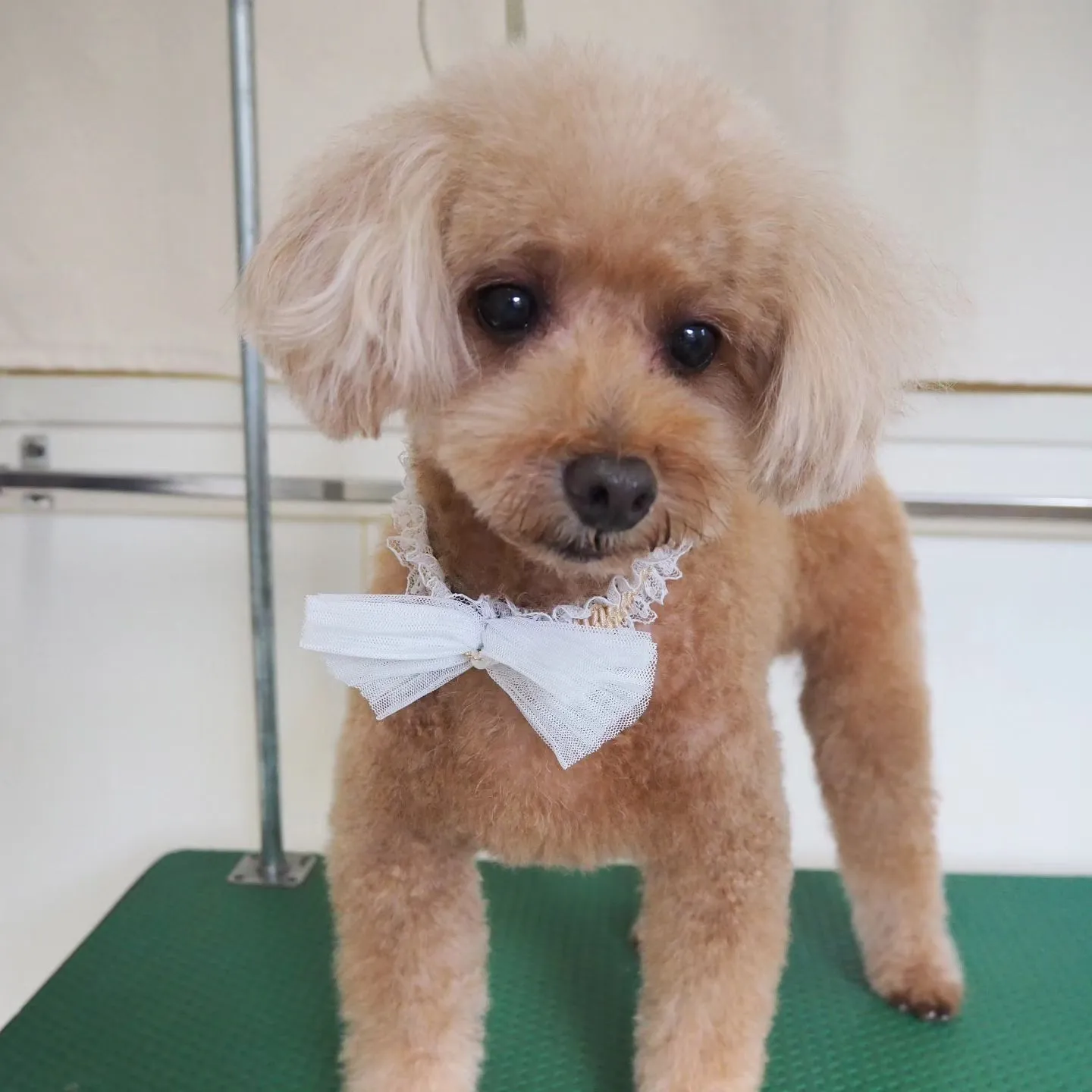 【トリミング】トイプードル【手足ハサミ】