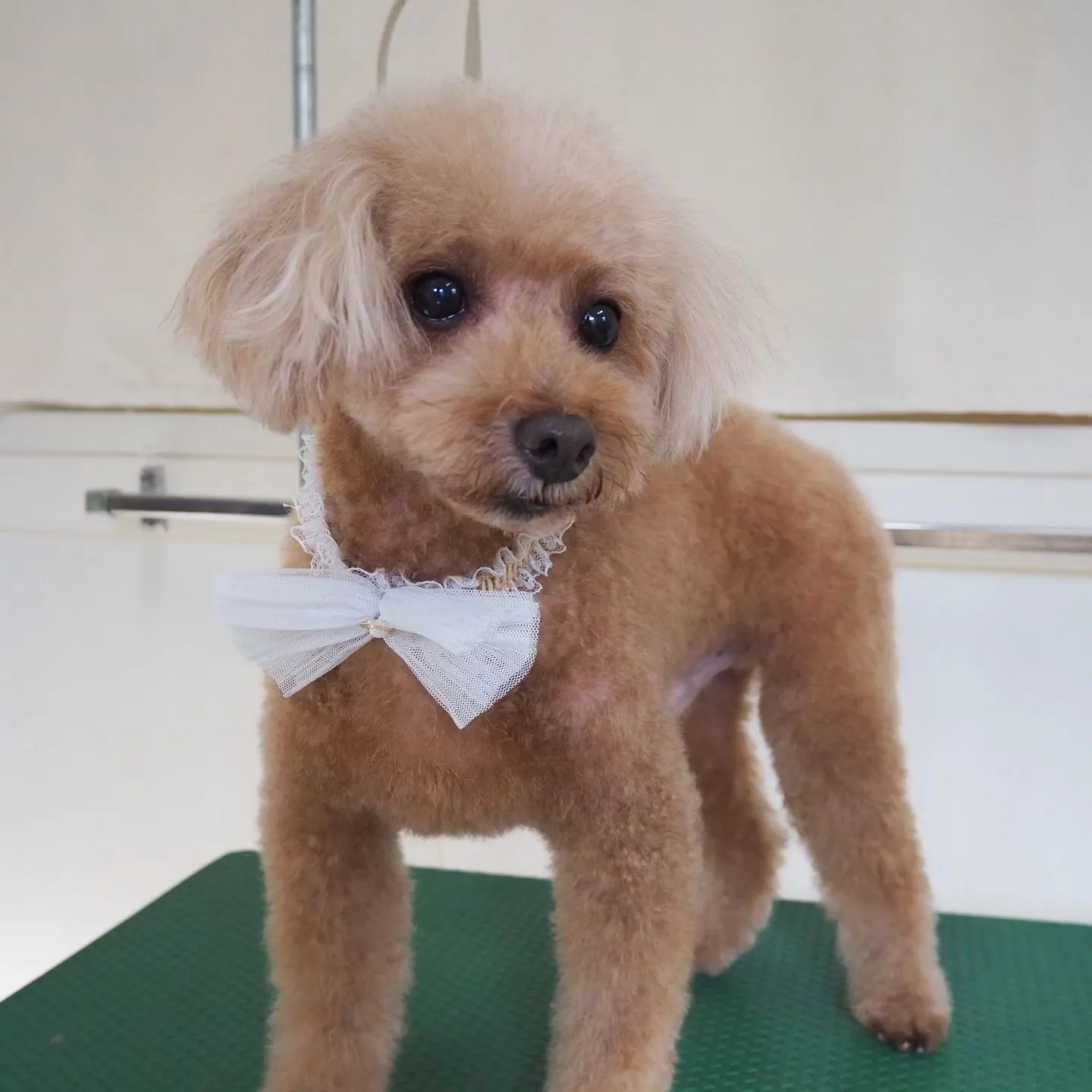 【トリミング】トイプードル【手足ハサミ】