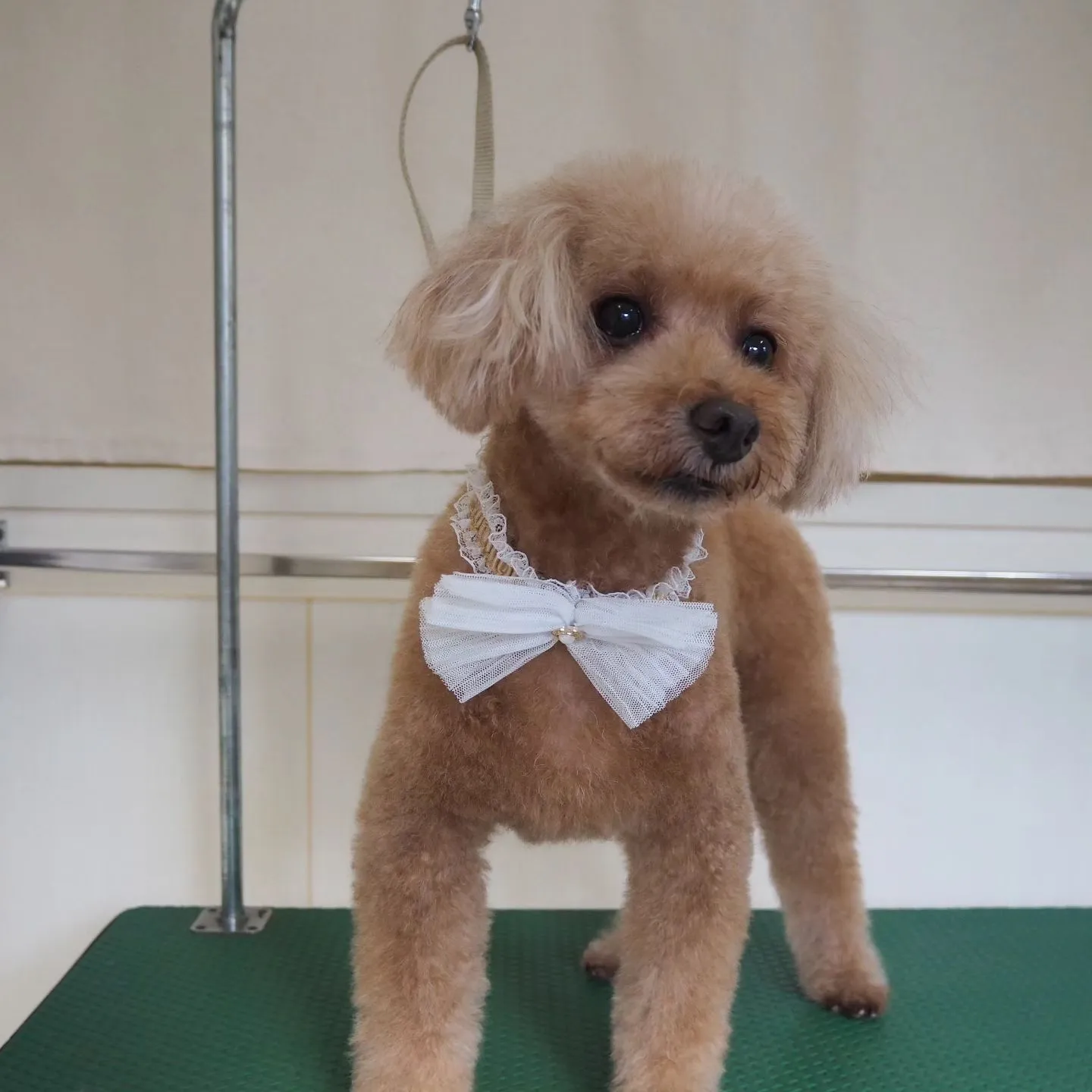 【トリミング】トイプードル【手足ハサミ】