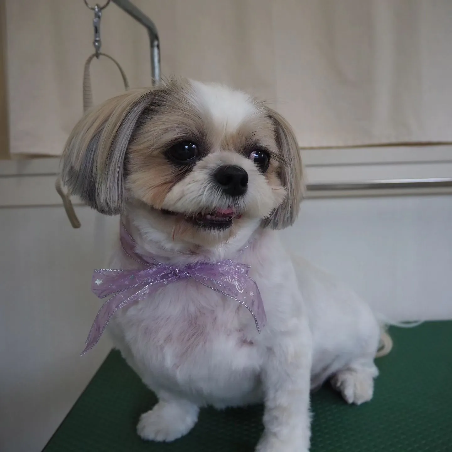 【トリミング】シーズー【バリカン仕上げ】