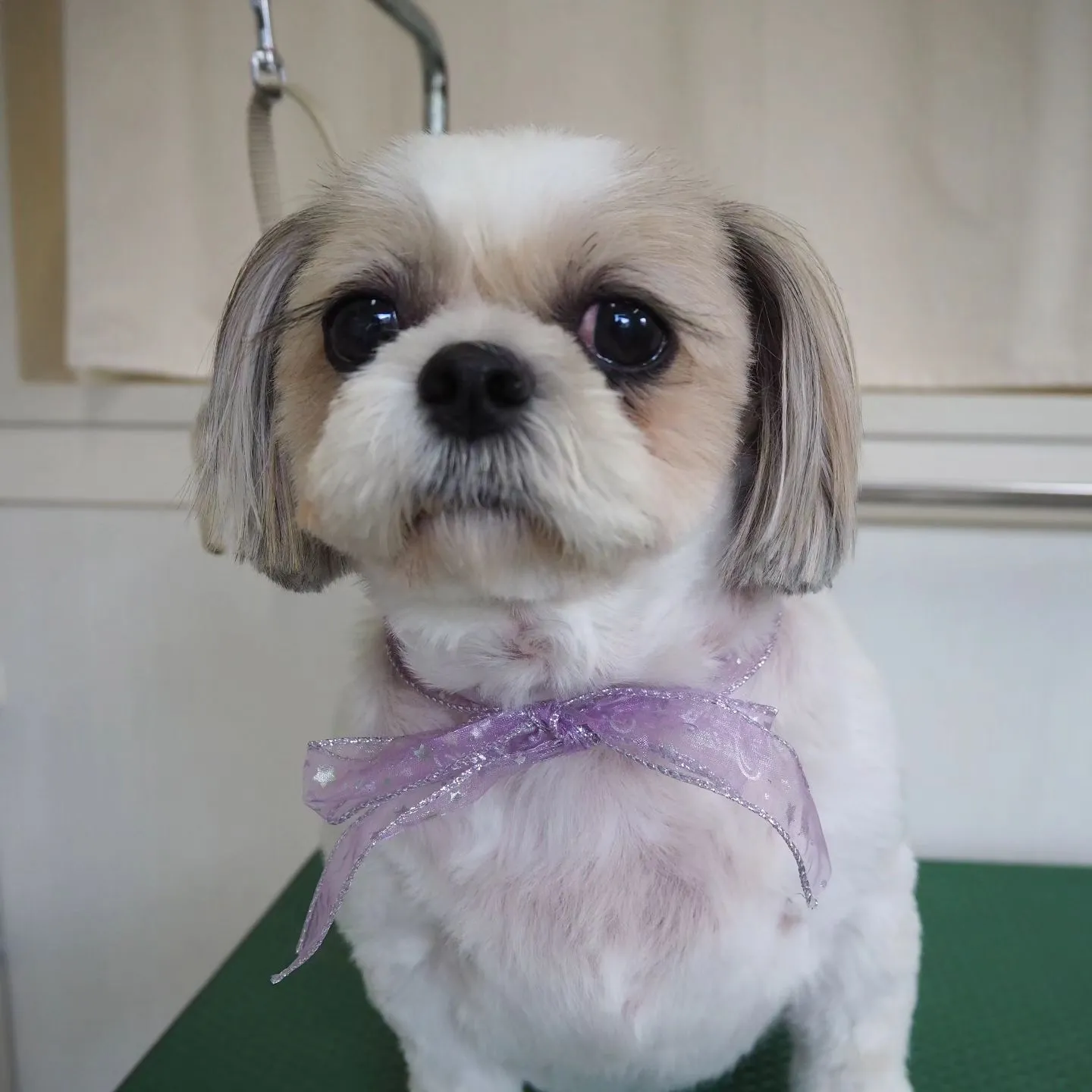 【トリミング】シーズー【バリカン仕上げ】