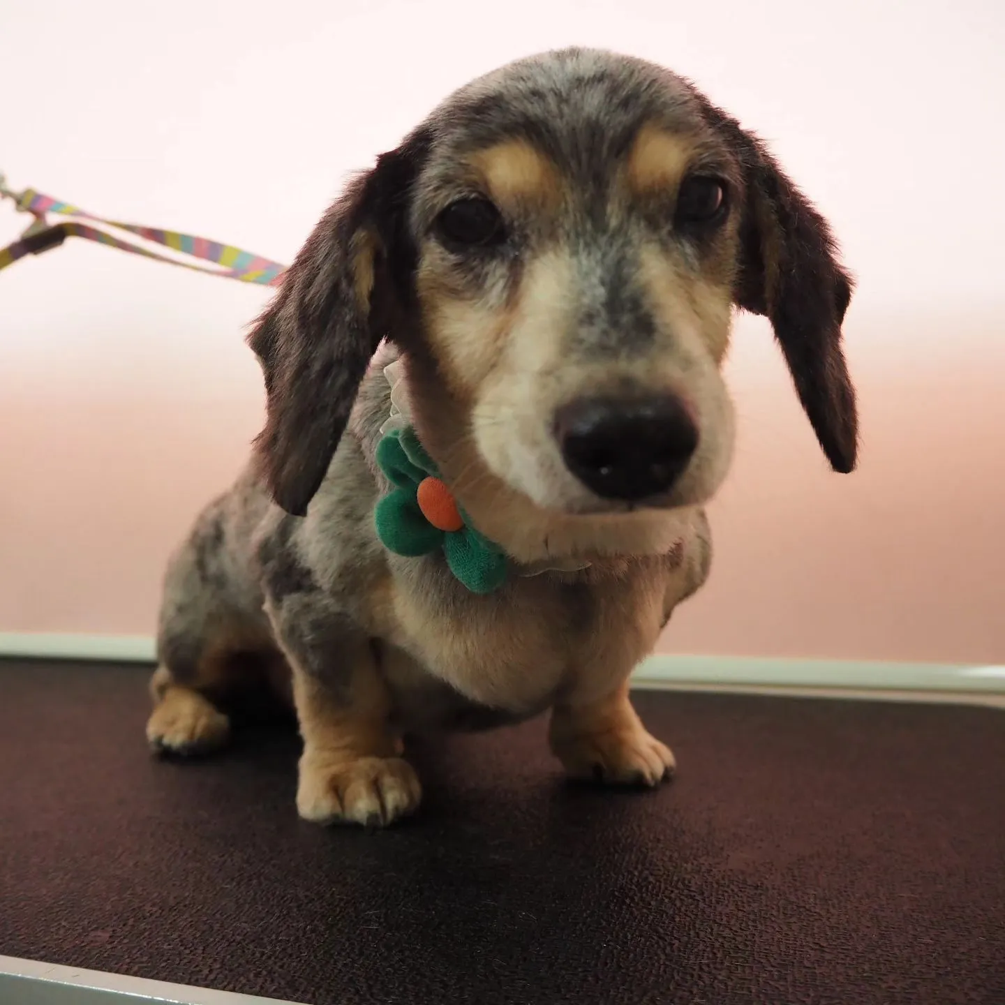 【トリミング】ミニチュアダックスフンド【薬浴シャンプー】