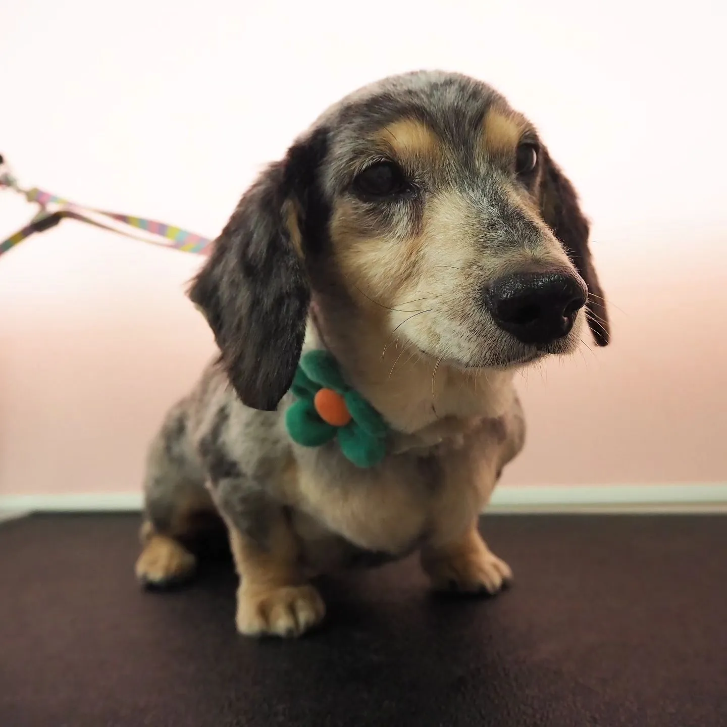 【トリミング】ミニチュアダックスフンド【薬浴シャンプー】