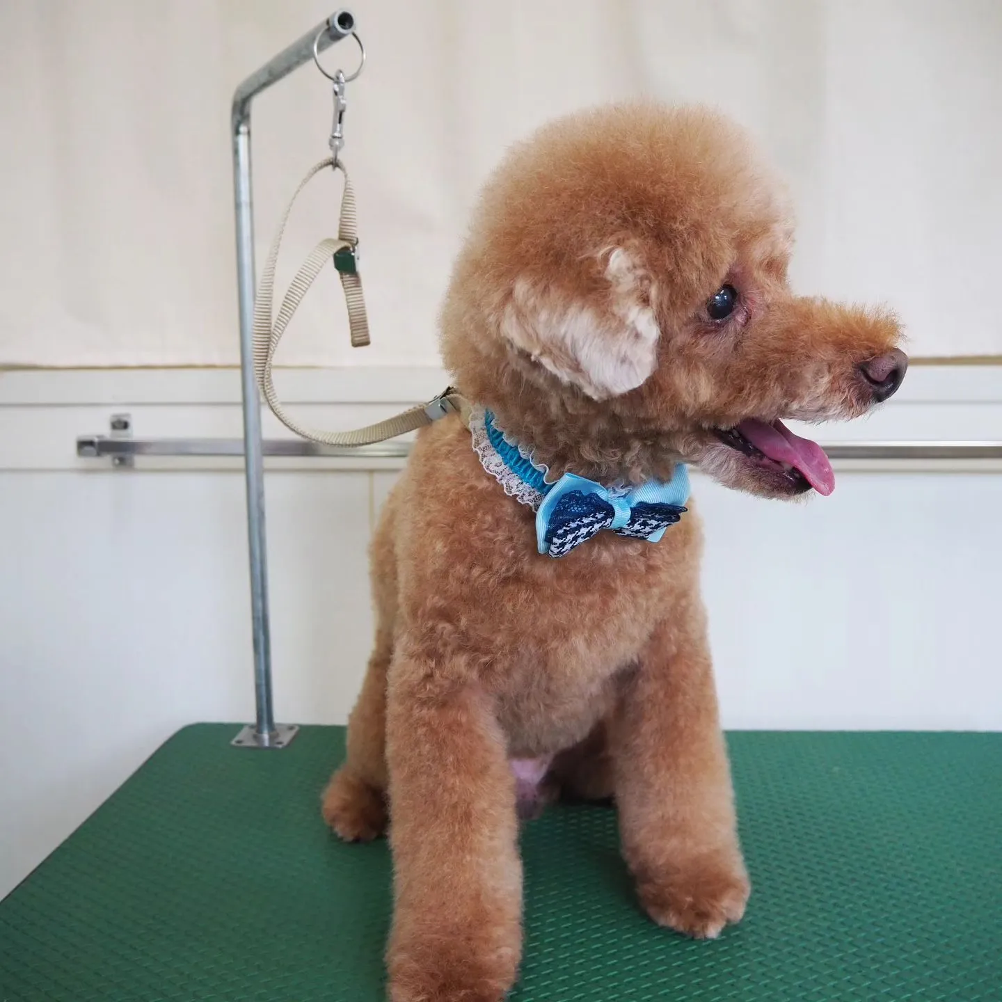 【トリミング】トイプードル【アフロ】