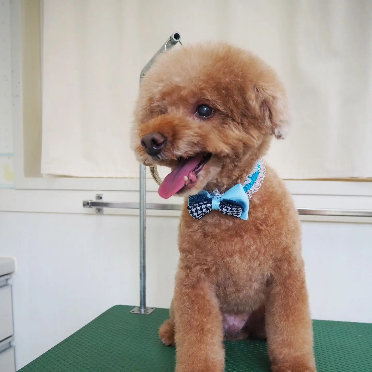 【トリミング】トイプードル【アフロ】