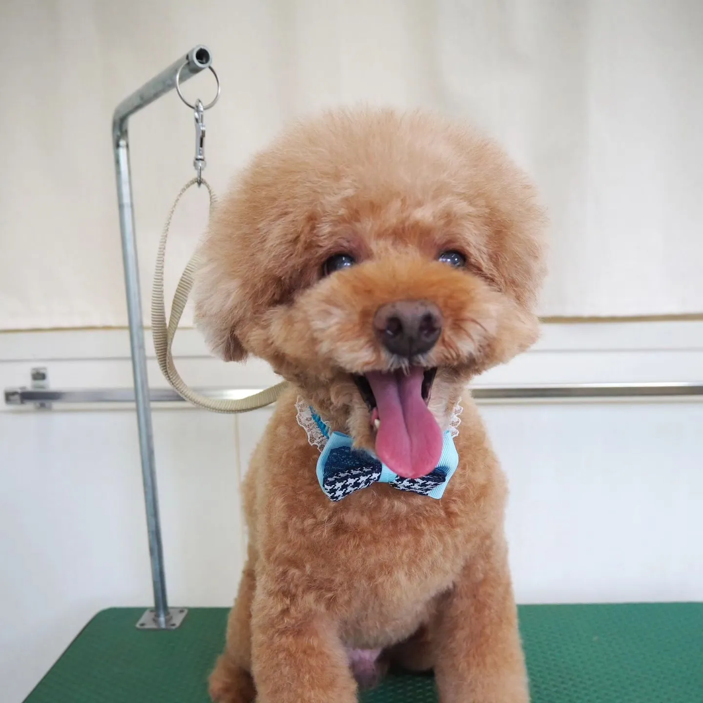 【トリミング】トイプードル【アフロ】