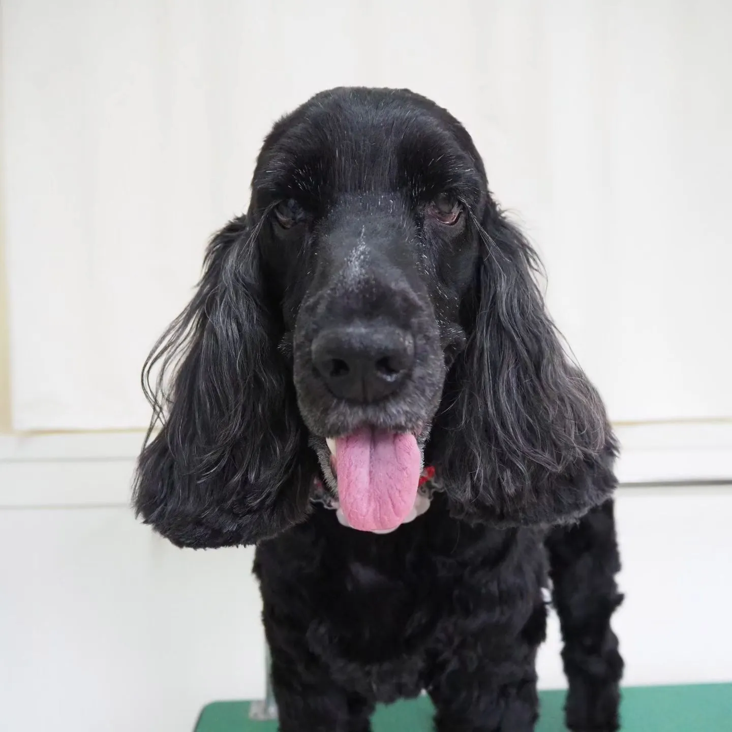 【トリミング】イングリッシュコッカー【足クリップ】