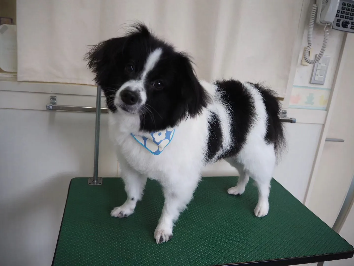 【トリミング】パピヨン【部分カット】