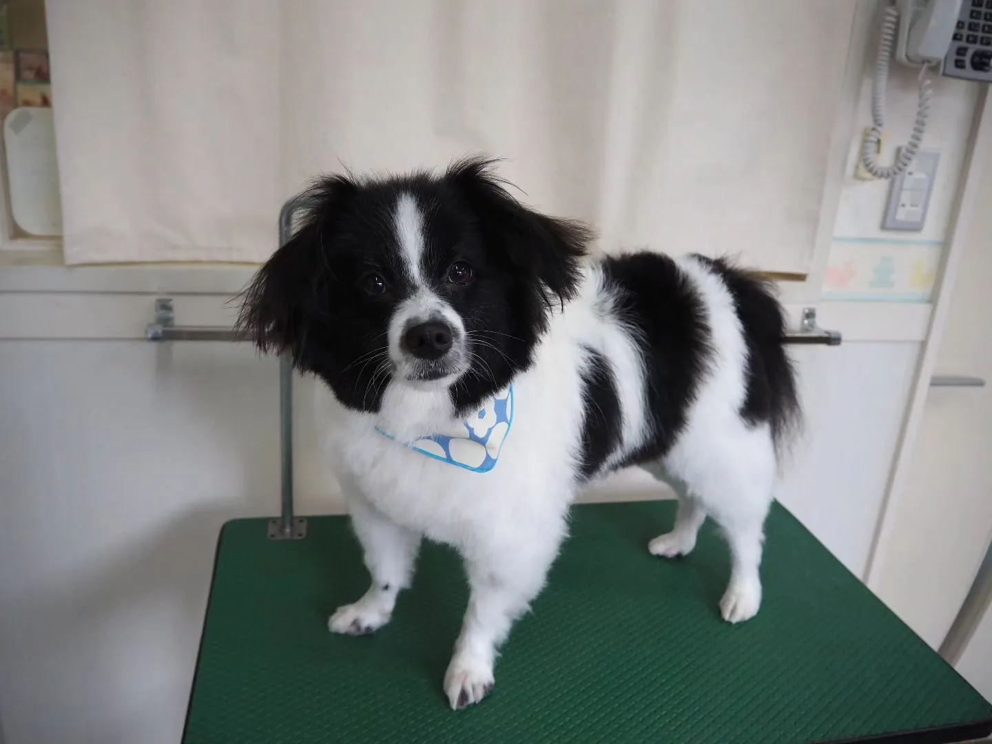 【トリミング】パピヨン【部分カット】