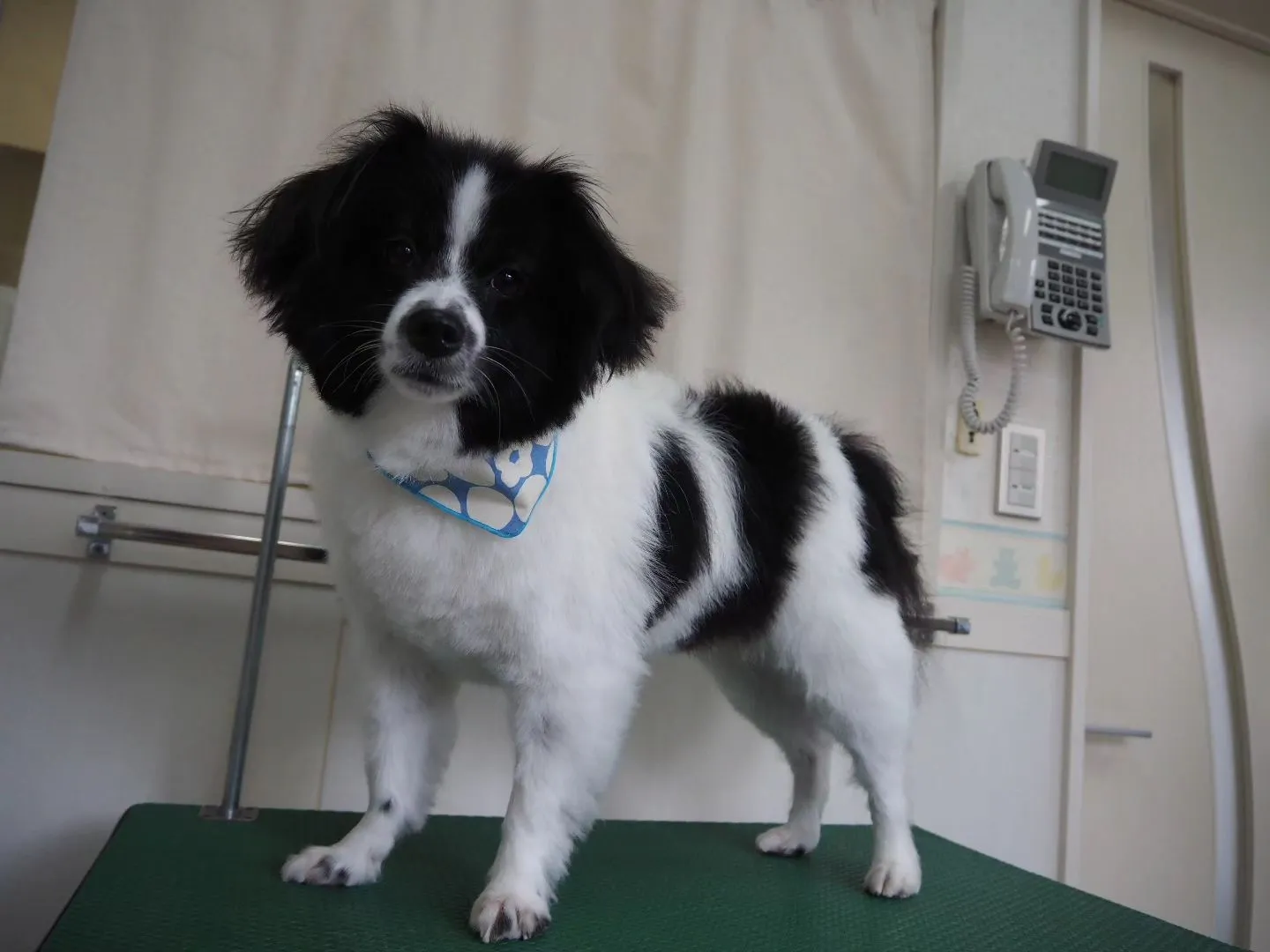 【トリミング】パピヨン【部分カット】