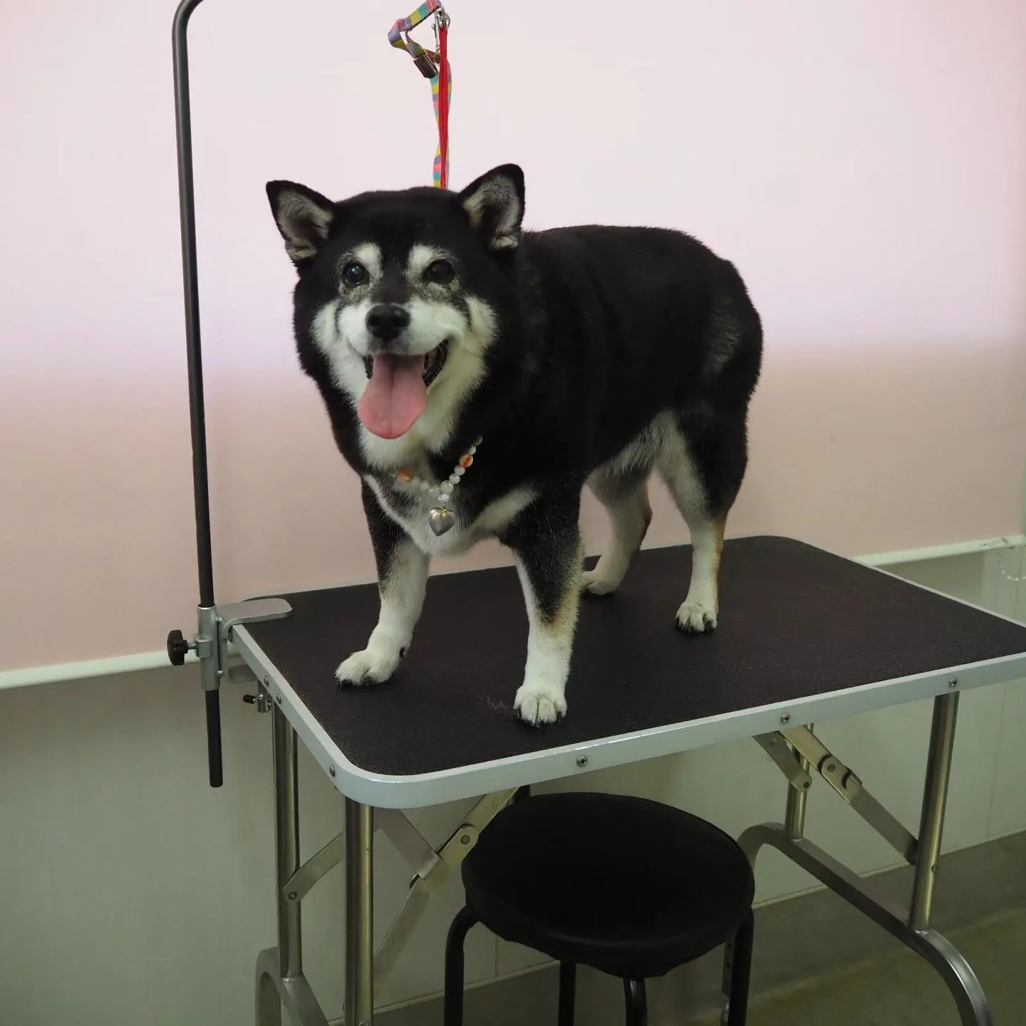 【トリミング】柴犬【シャンプーコース】